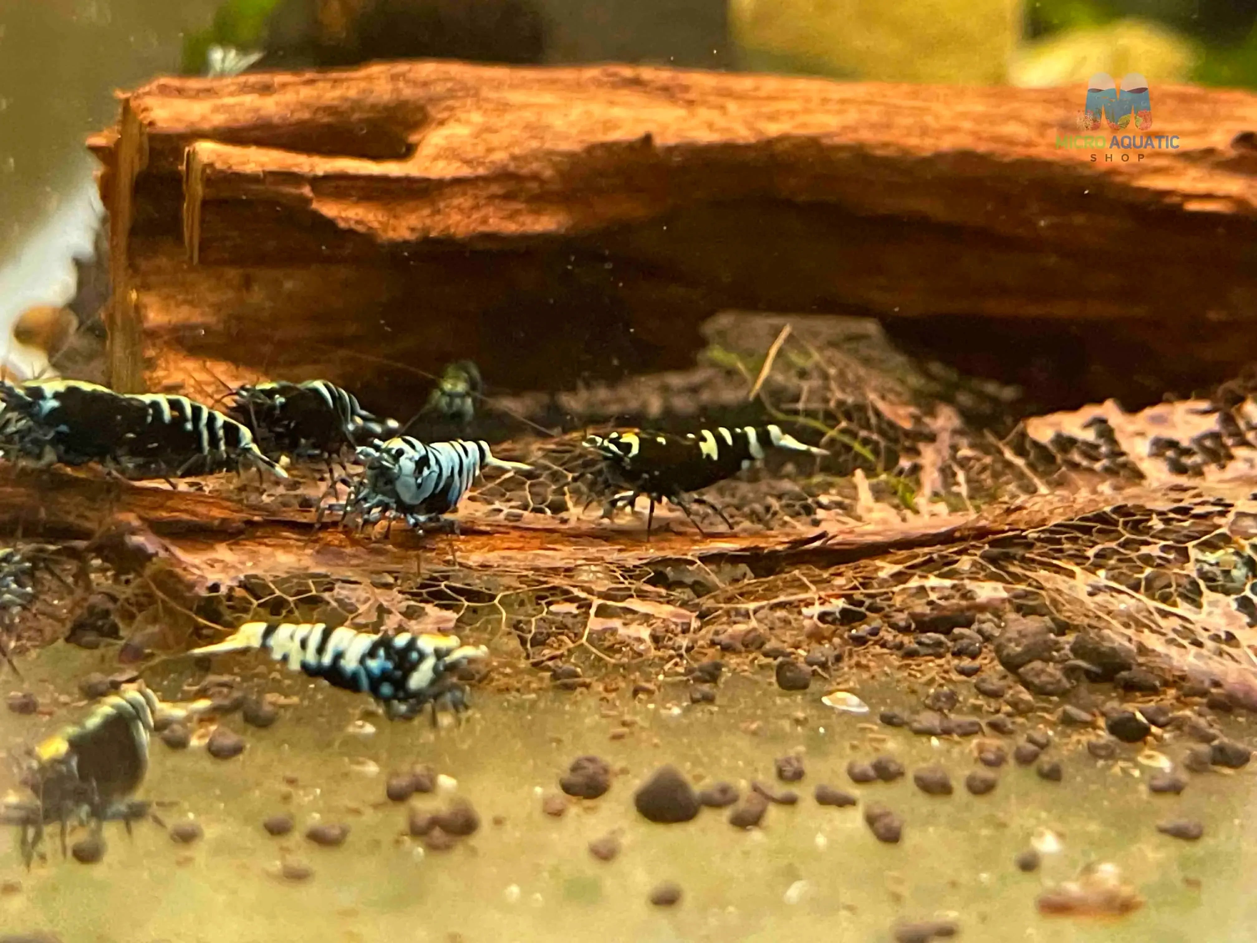 Black Nanashi Shrimp