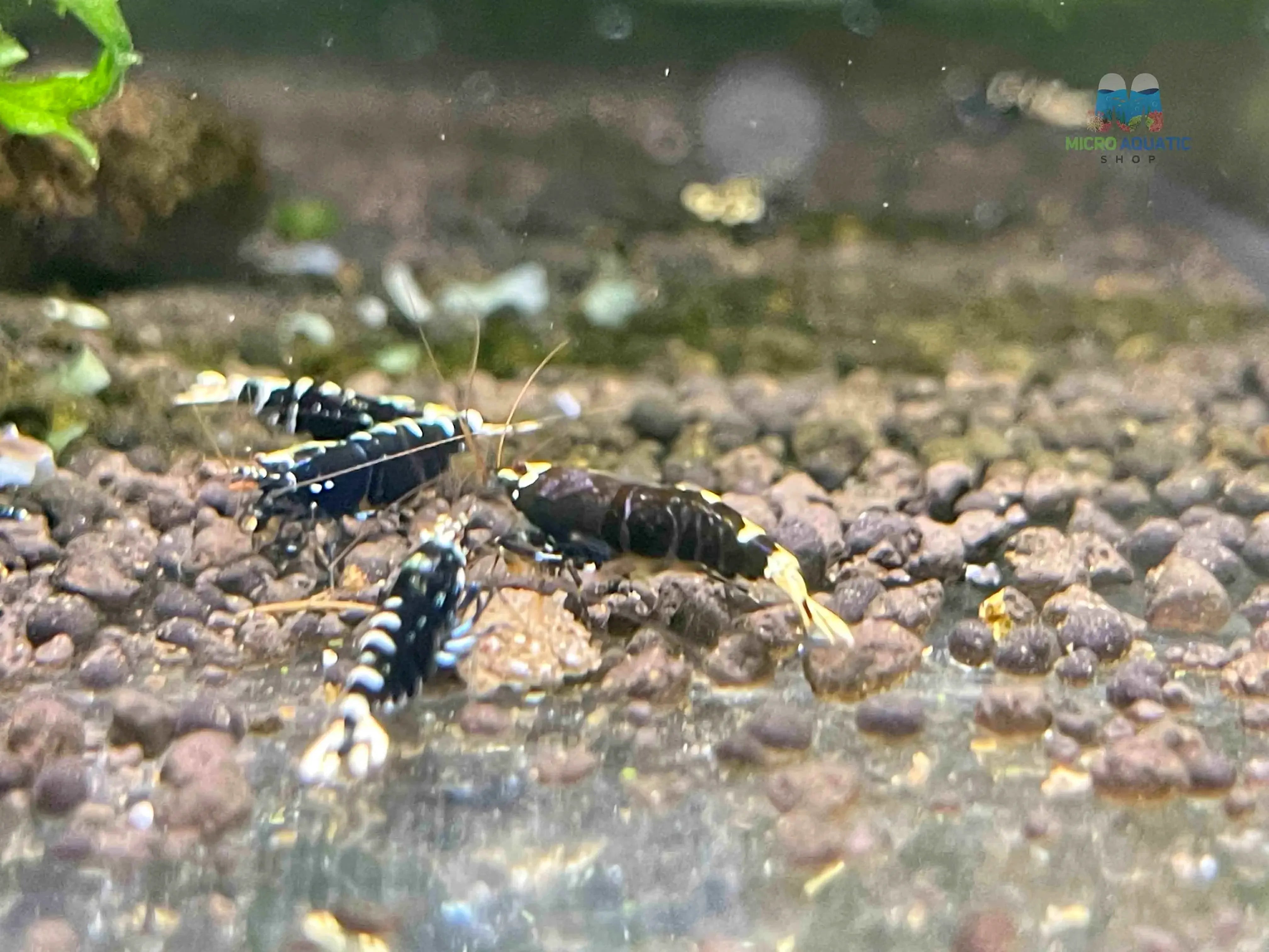 Black Nanashi Shrimp