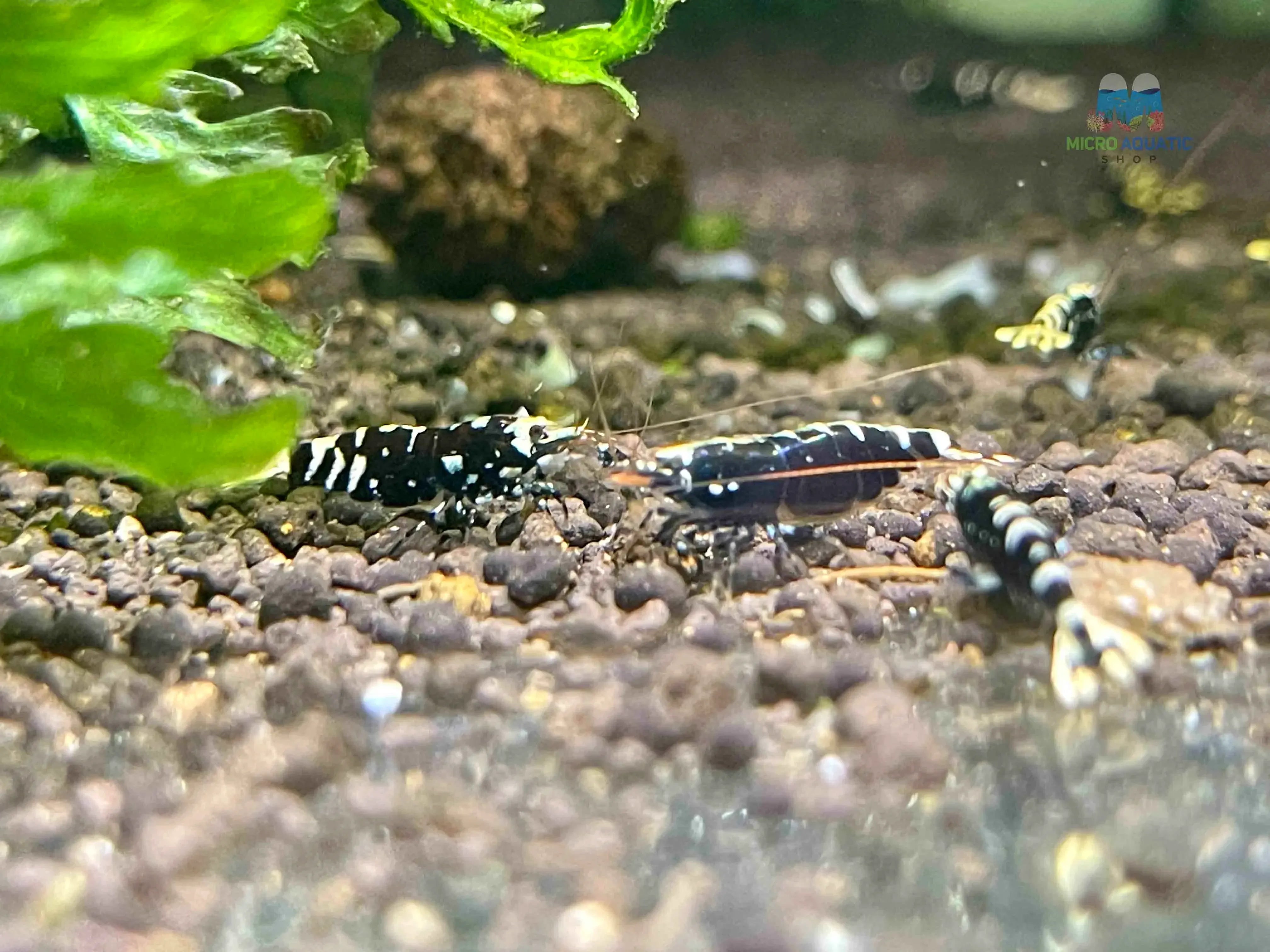 Black Nanashi Shrimp