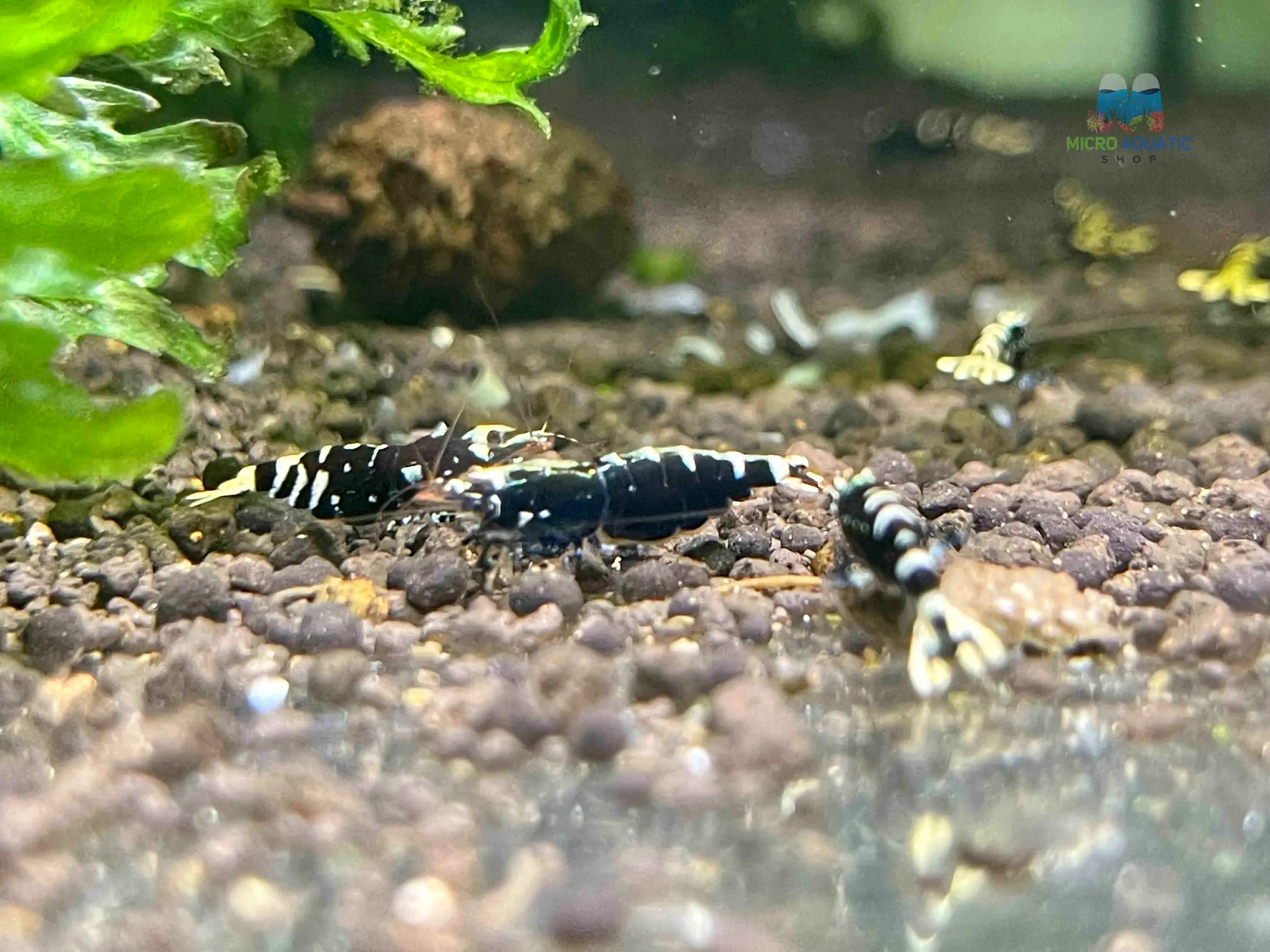 Black Nanashi Shrimp