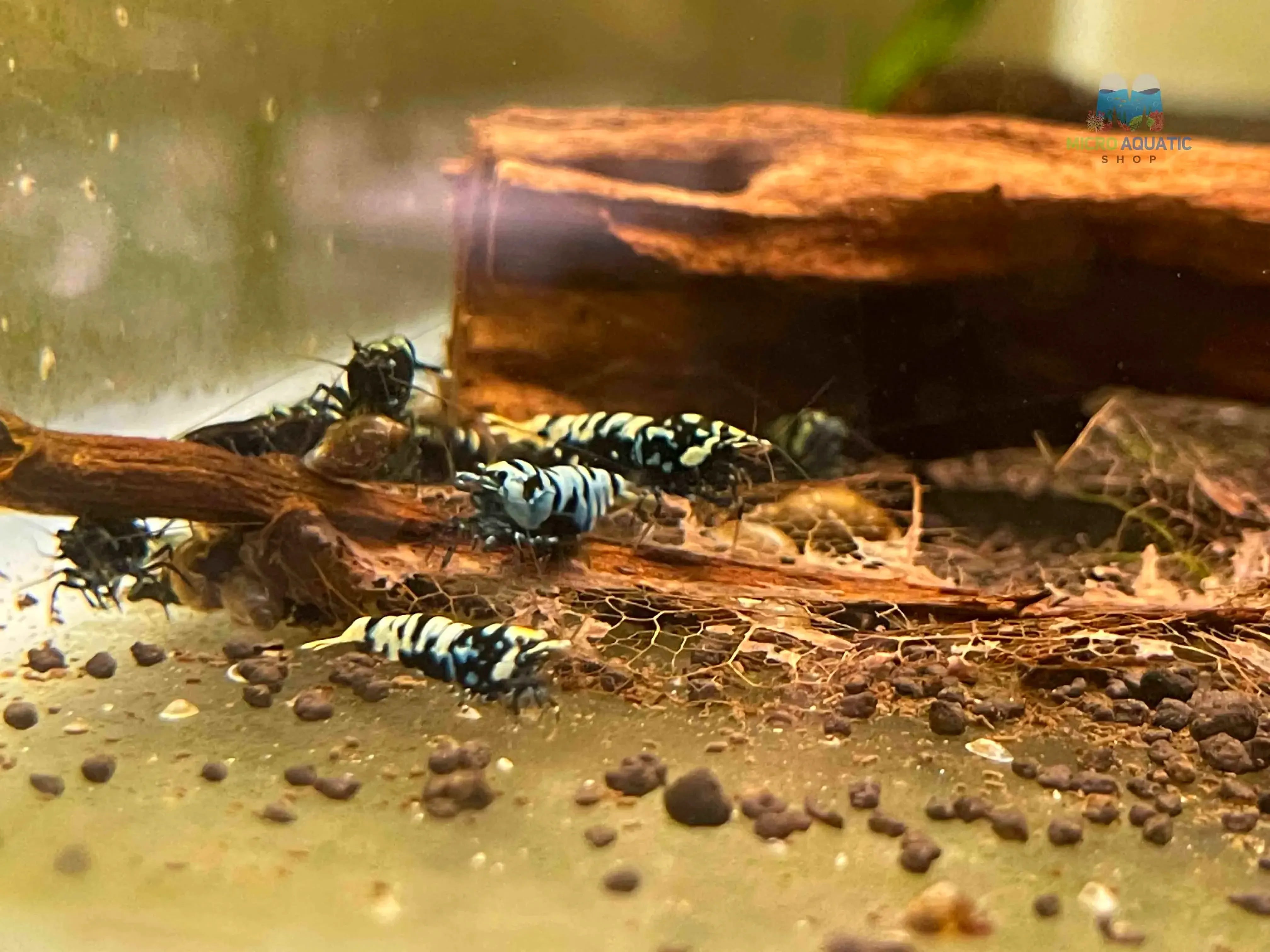 Black Nanashi Shrimp