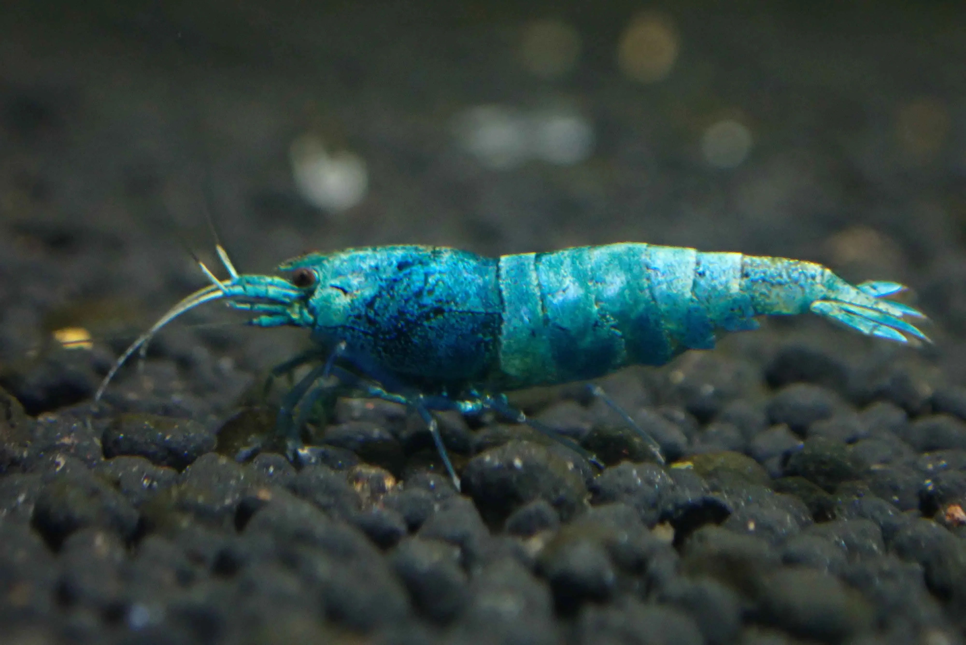 Blue Bolt Shrimp