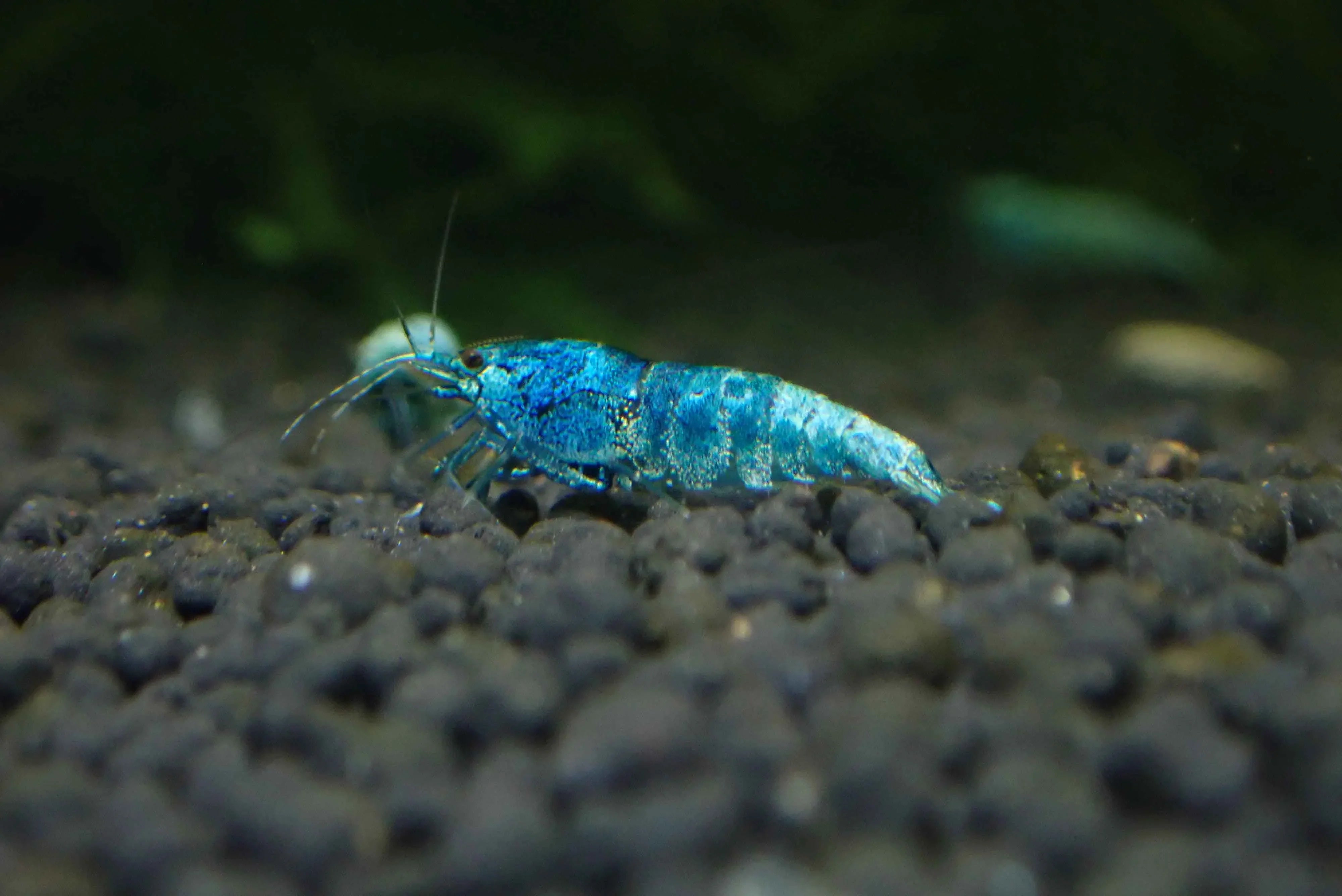 Blue Bolt Shrimp