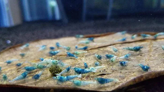 Blue Bolt Shrimp