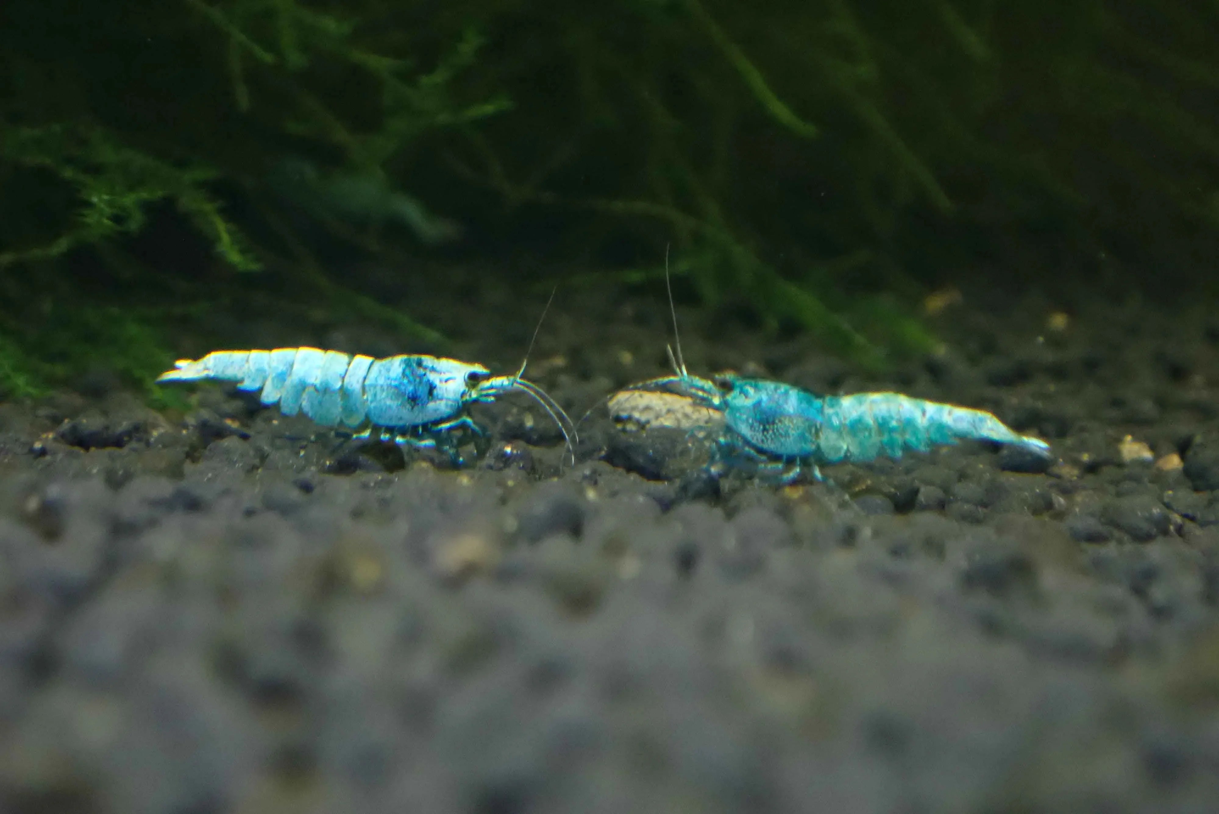 Blue Bolt Shrimp