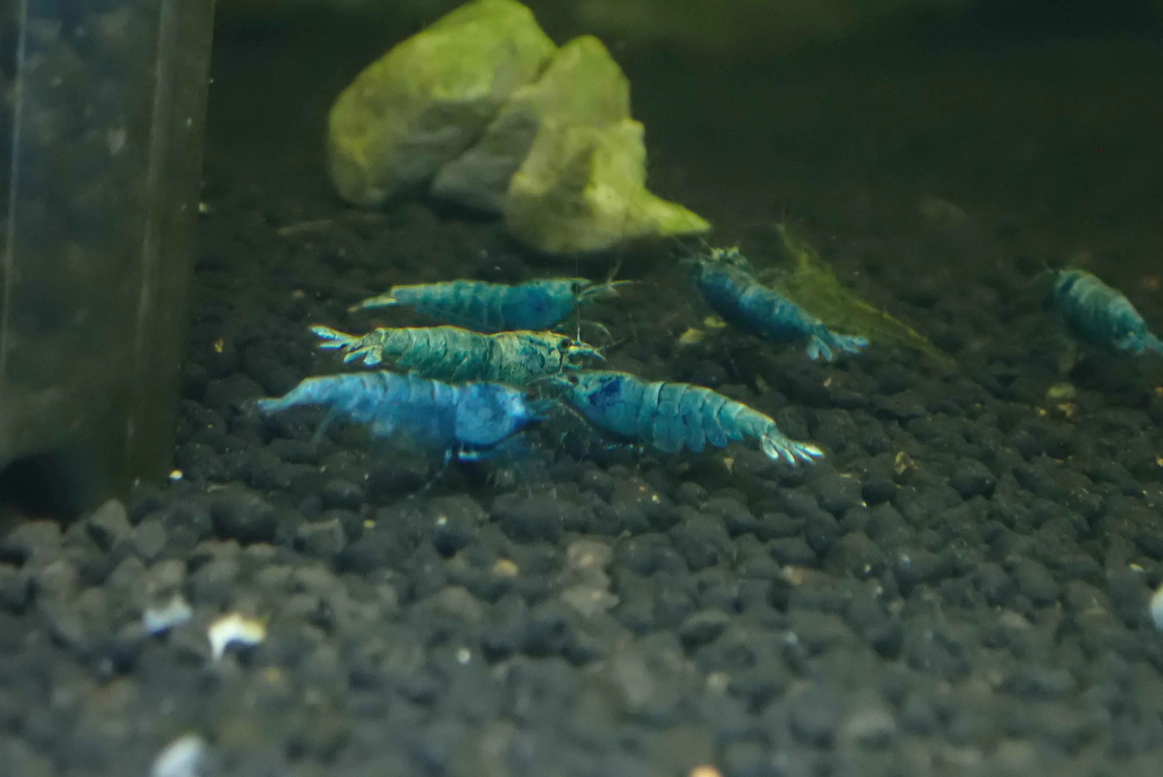 Blue Bolt Shrimp