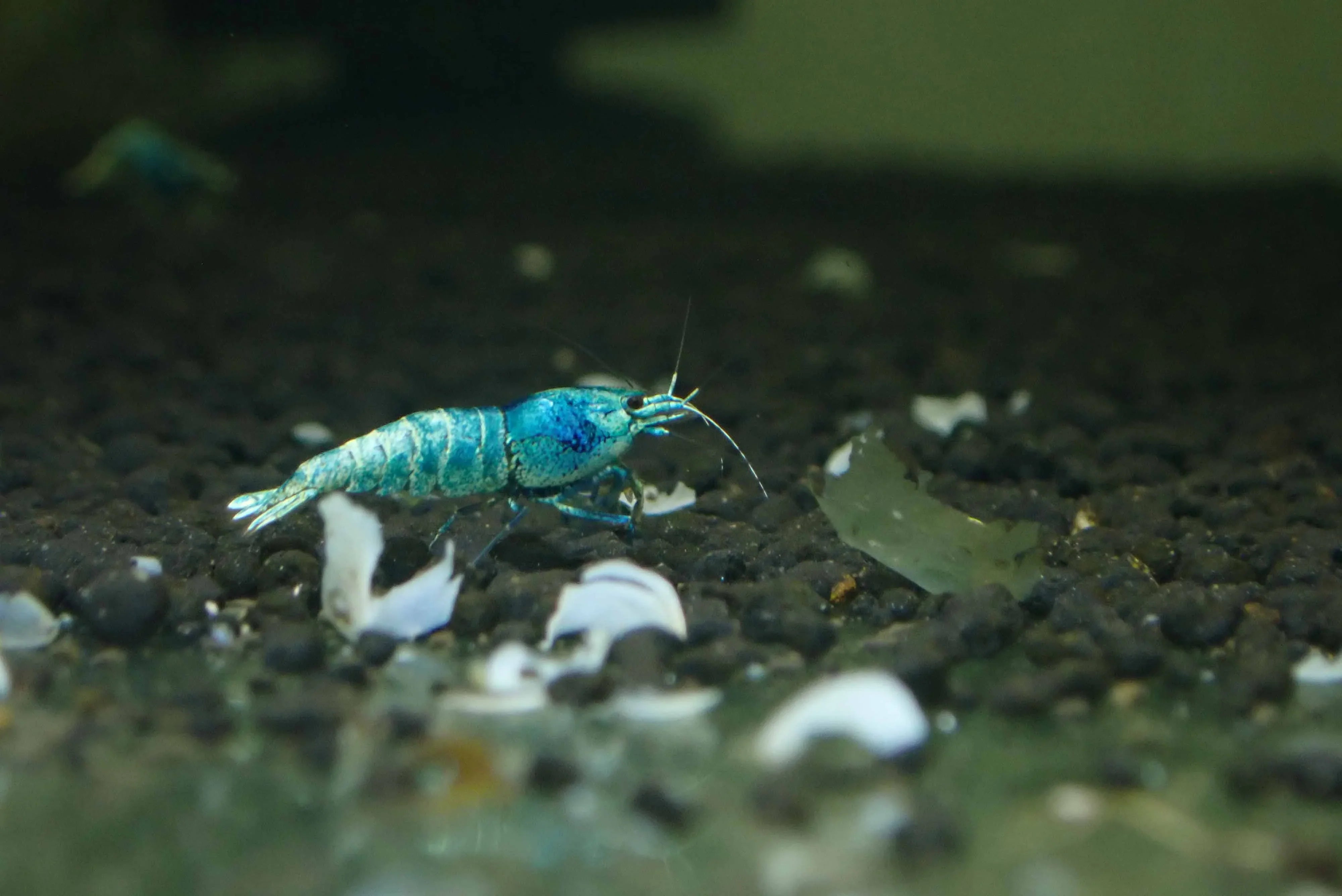 Blue Bolt Shrimp