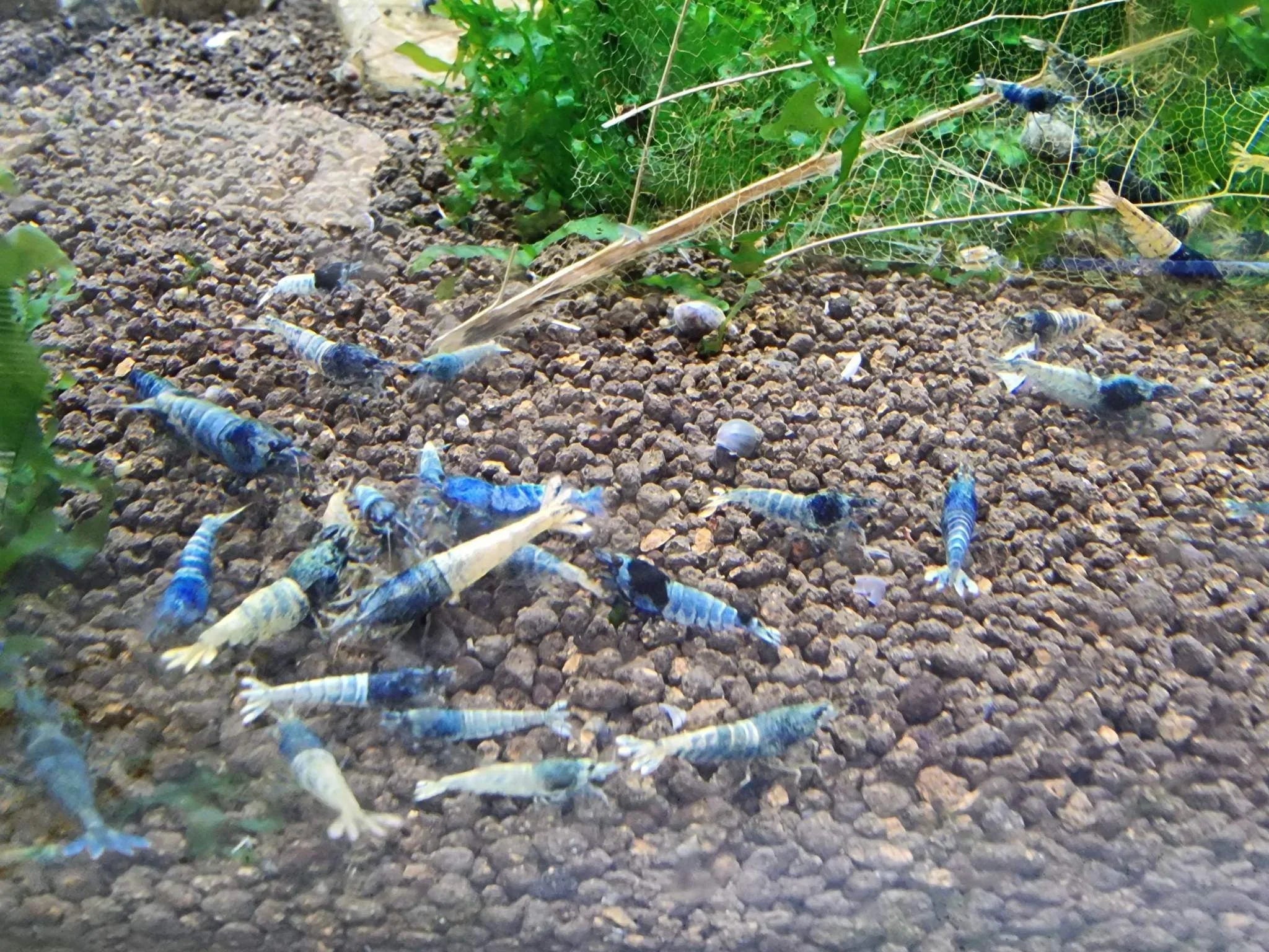 Blue Bolt Shrimp