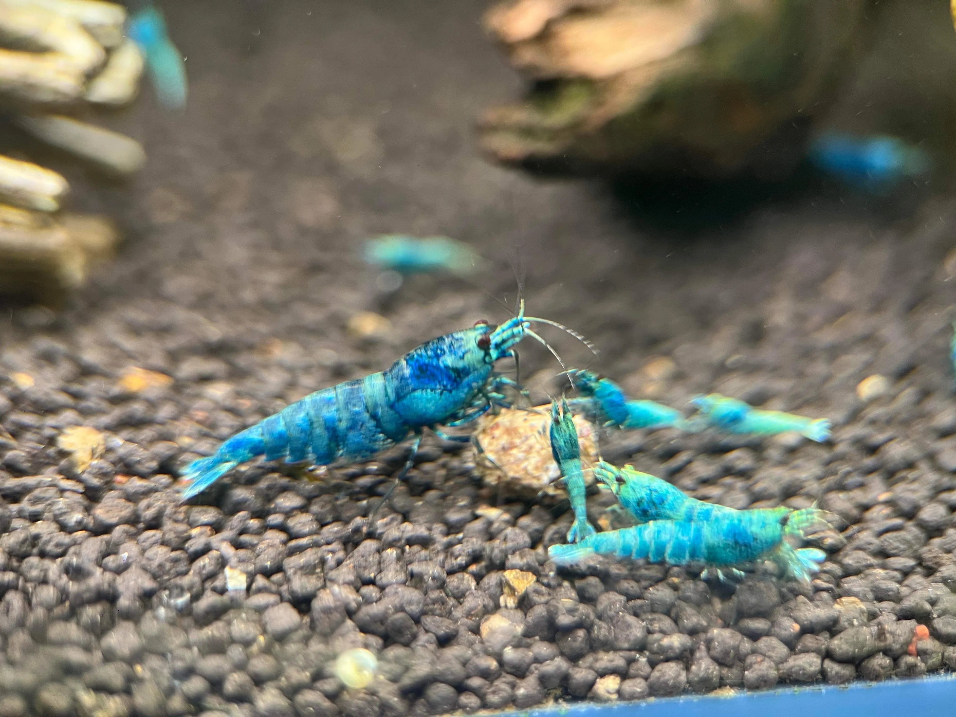 Blue Bolt Shrimp - Medium Grade