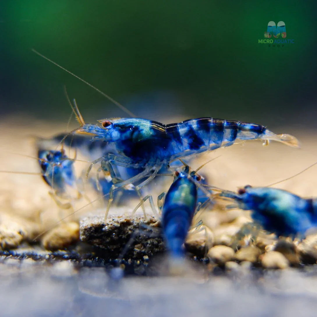 Blue Calceo - Blue Dragon Caridina Shrimp