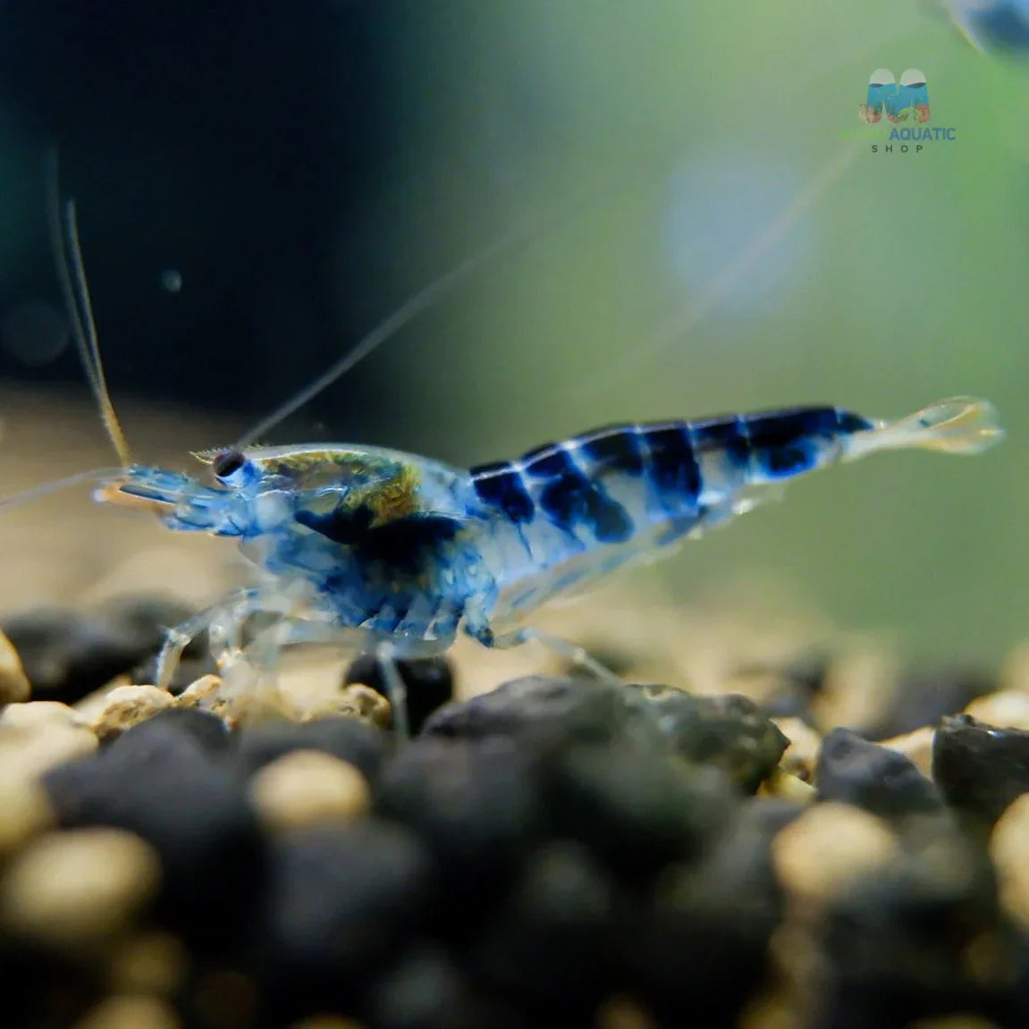 Blue Calceo - Blue Dragon Caridina Shrimp