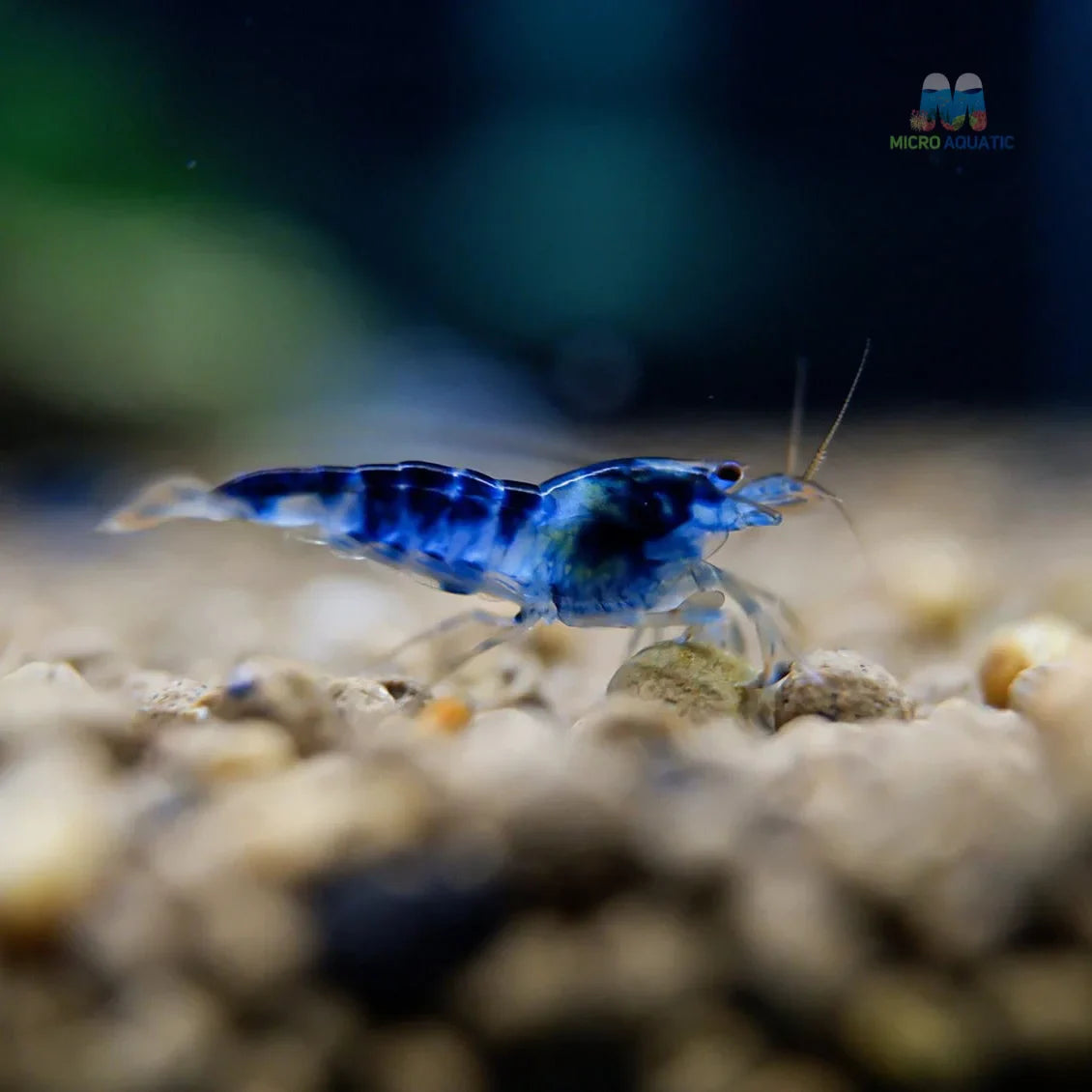 Blue Calceo - Blue Dragon Caridina Shrimp