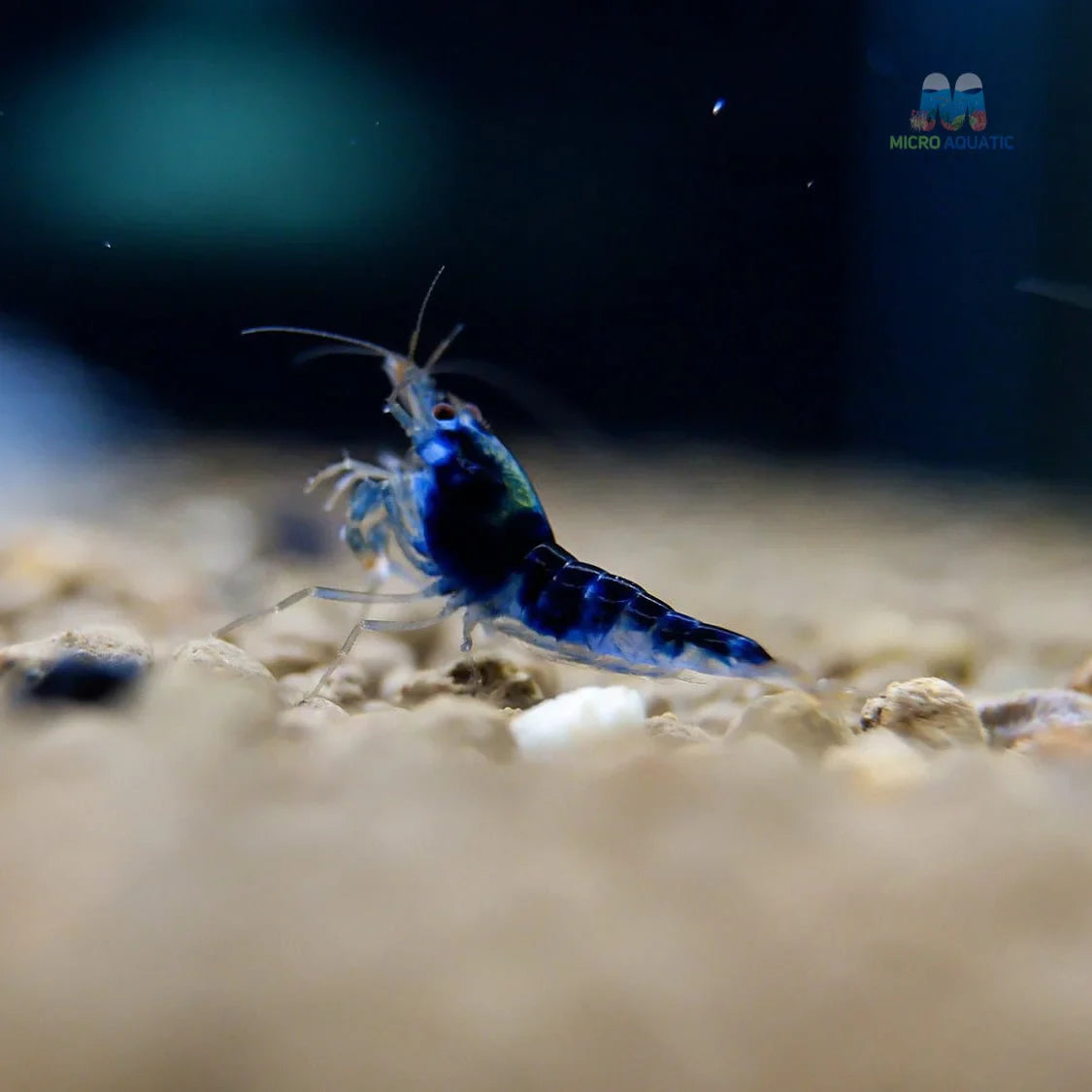 Blue Calceo - Blue Dragon Caridina Shrimp