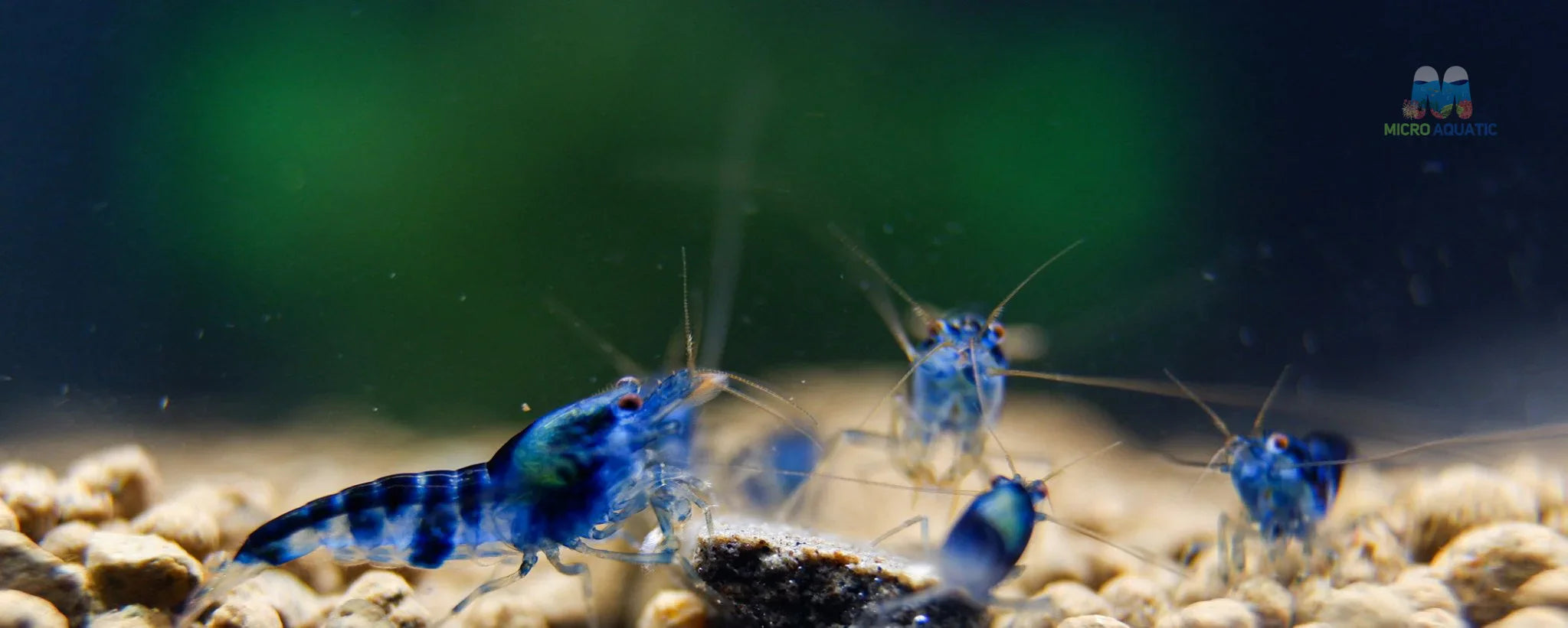 Blue Calceo - Blue Dragon Caridina Shrimp