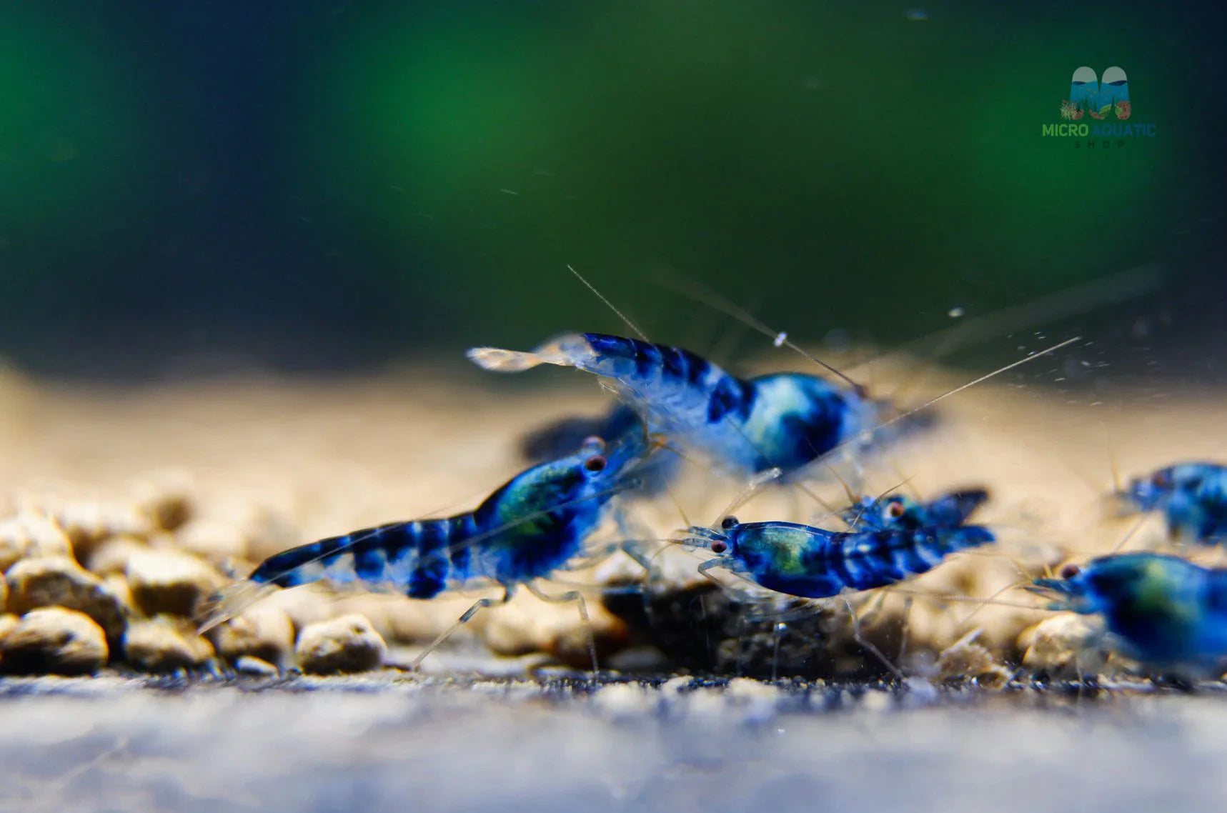 Blue Calceo - Blue Dragon Caridina Shrimp