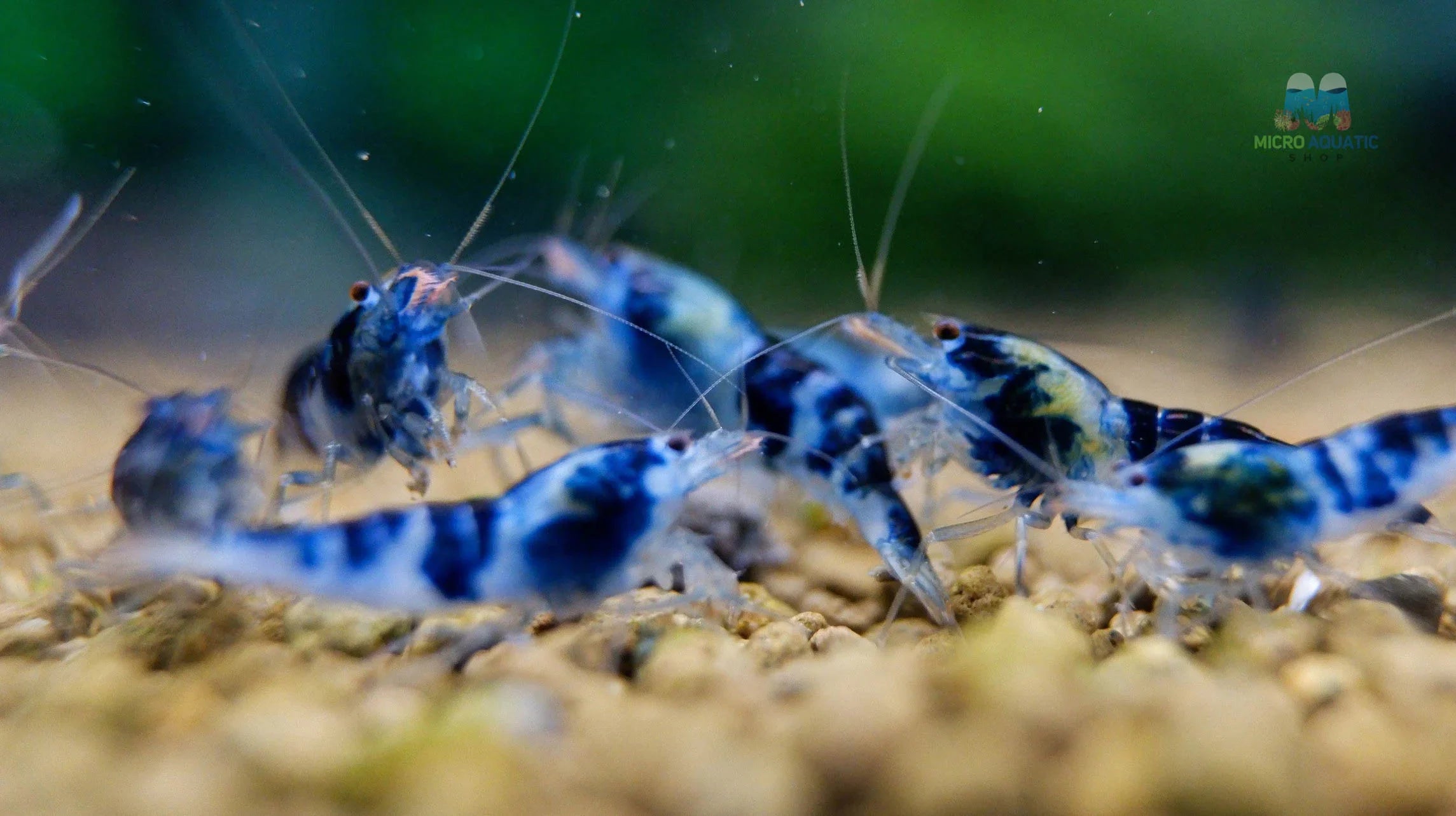 Blue Calceo - Blue Dragon Caridina Shrimp