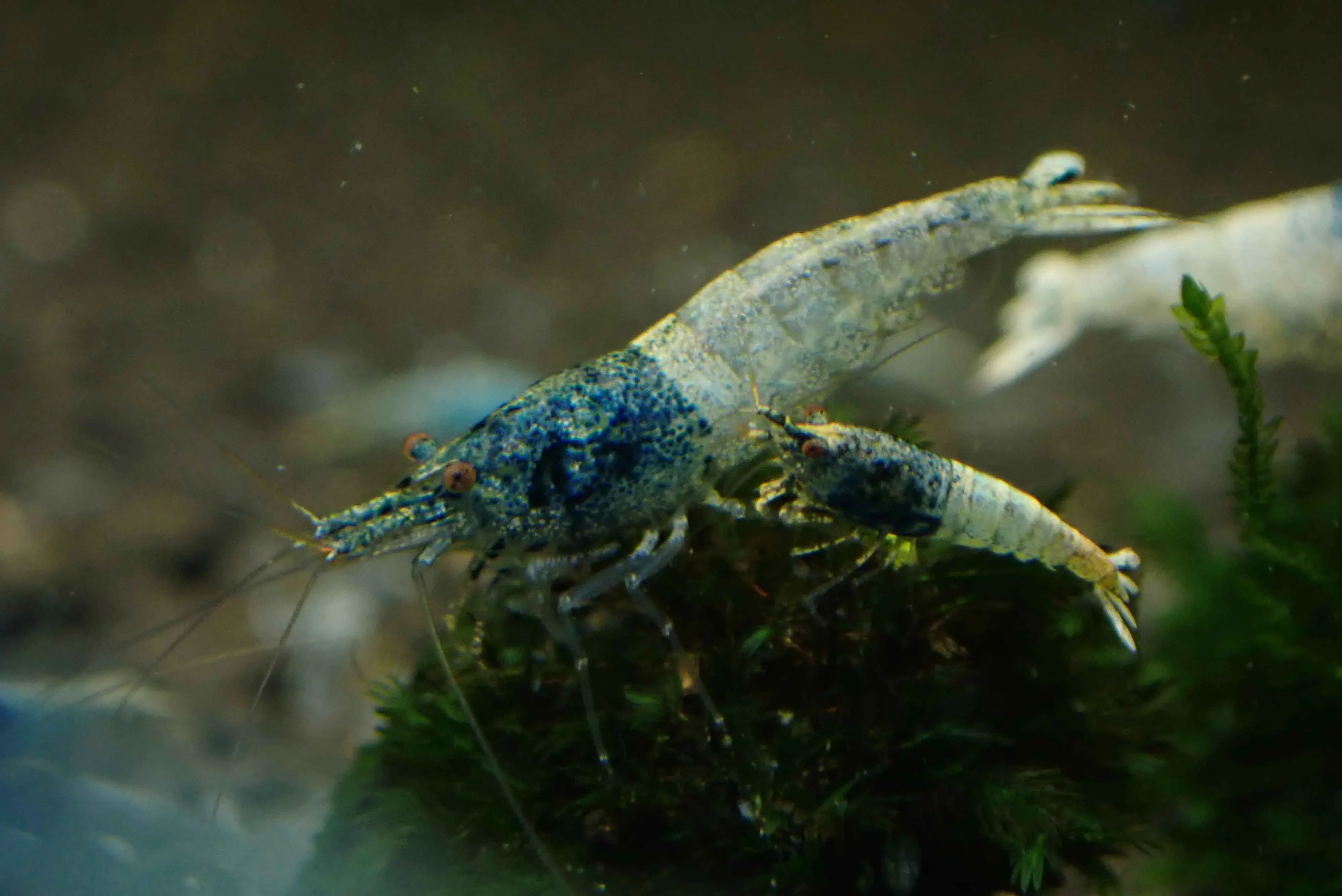 Blue Steel Shrimp