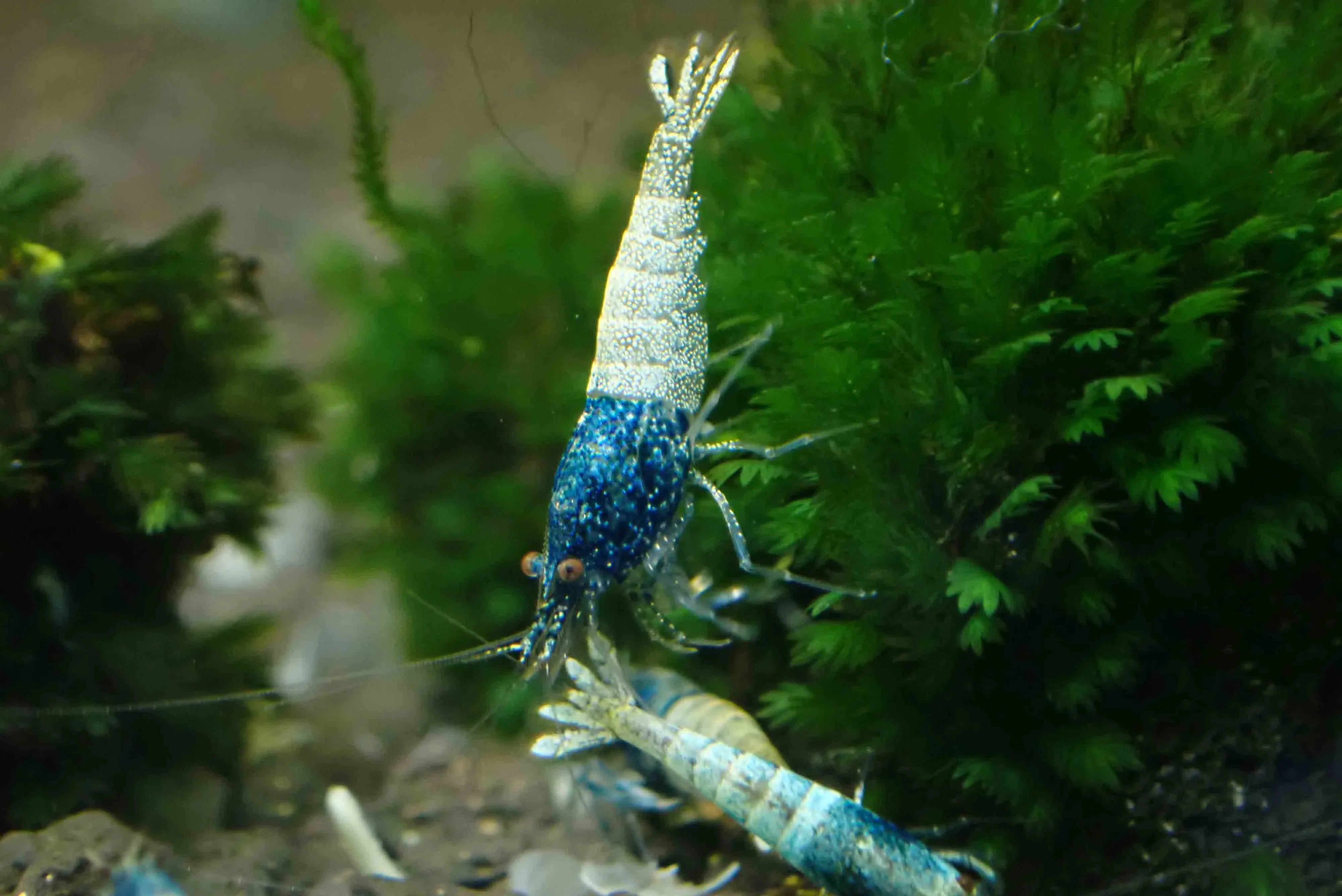 Blue Steel Shrimp