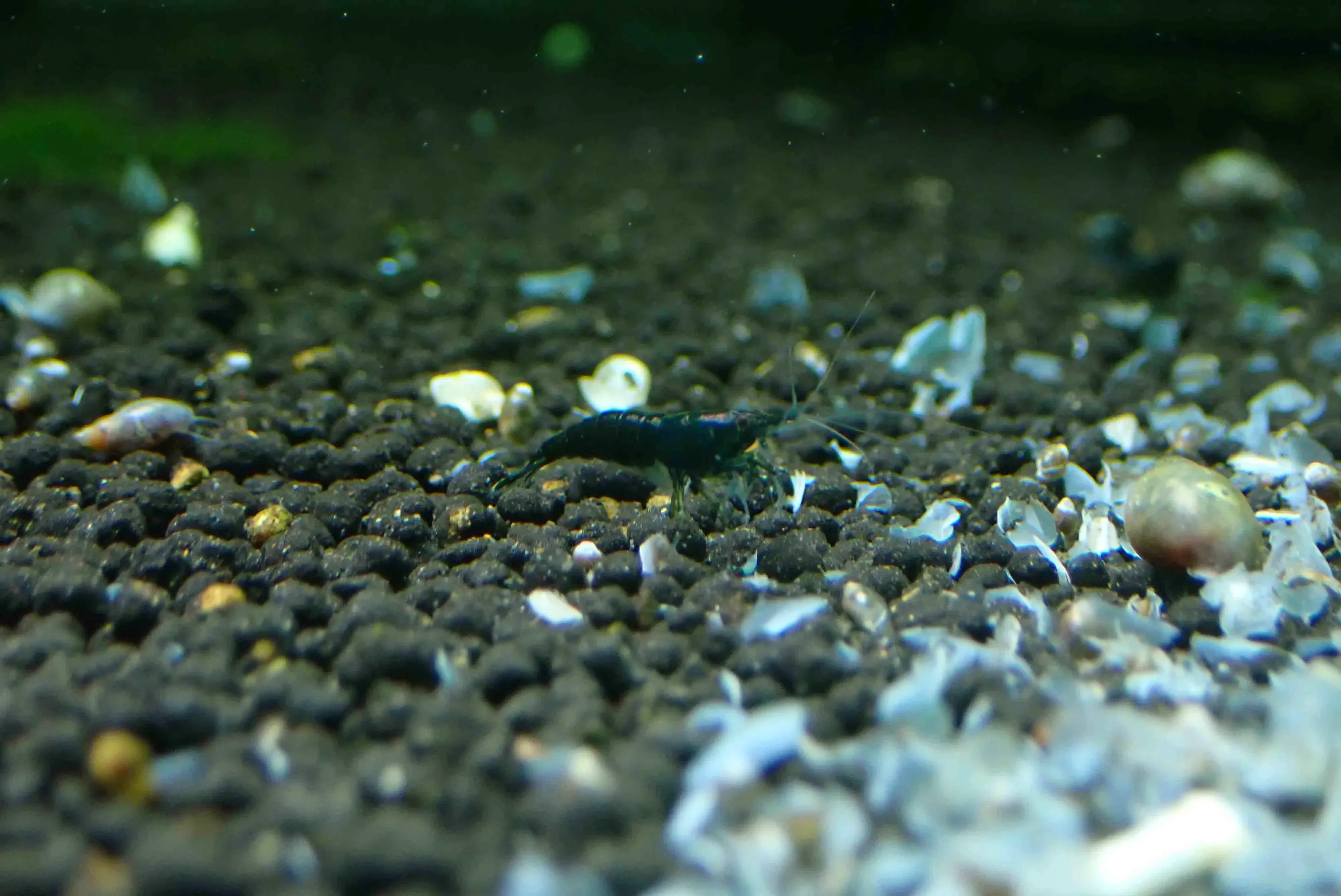 Emerald Green Cherry Shrimp - Rare