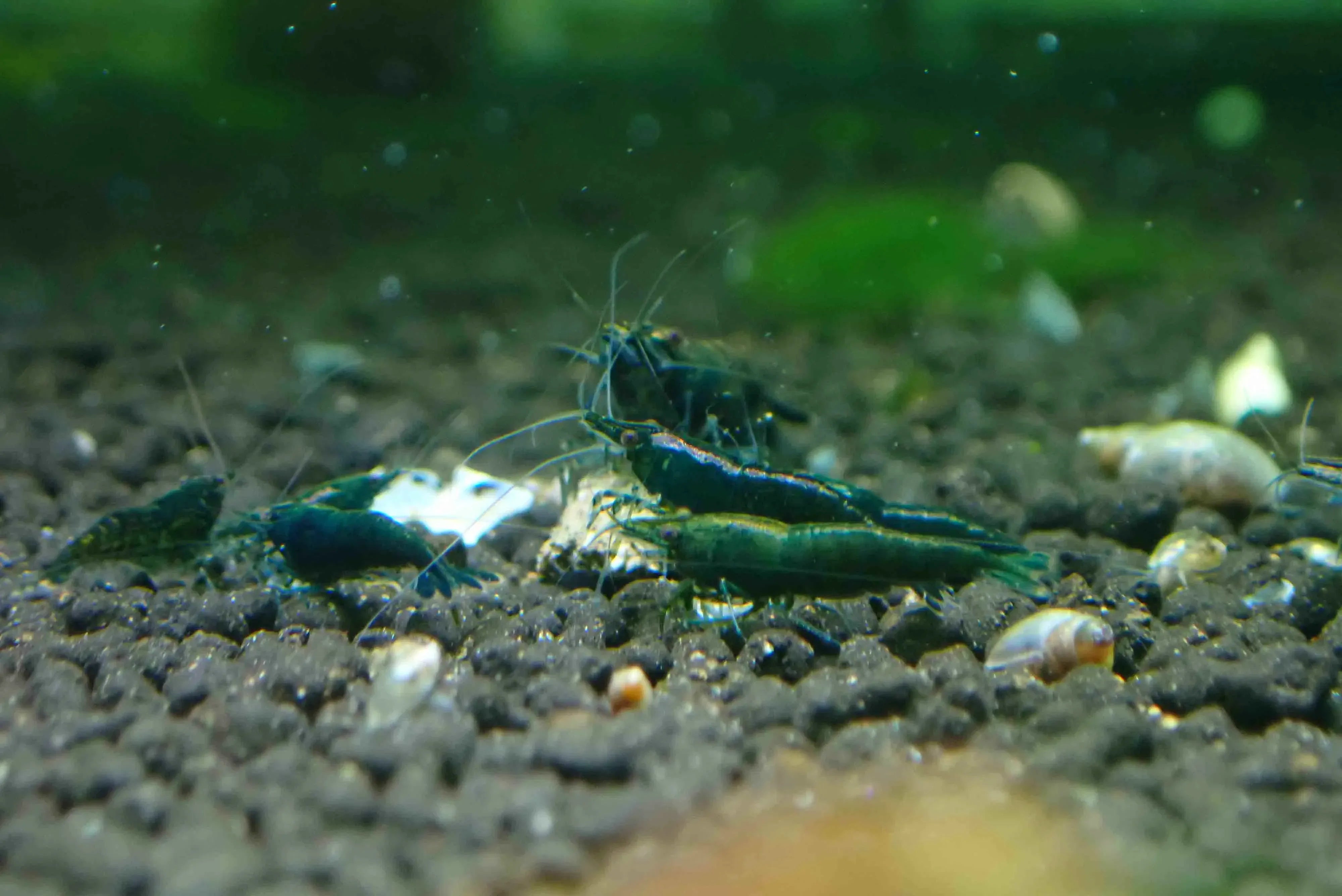 Emerald Green Cherry Shrimp - Rare