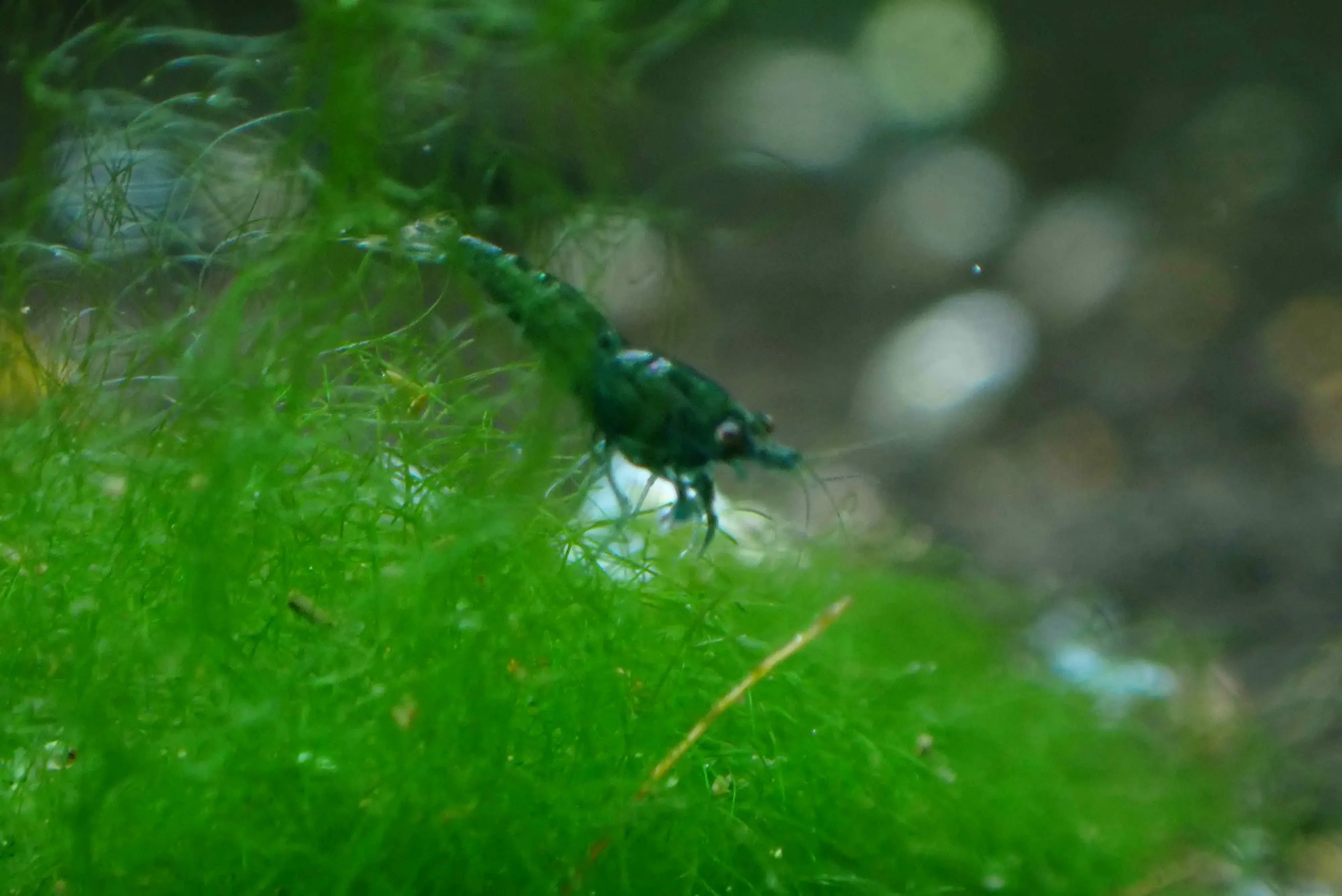 Emerald Green Cherry Shrimp - Rare