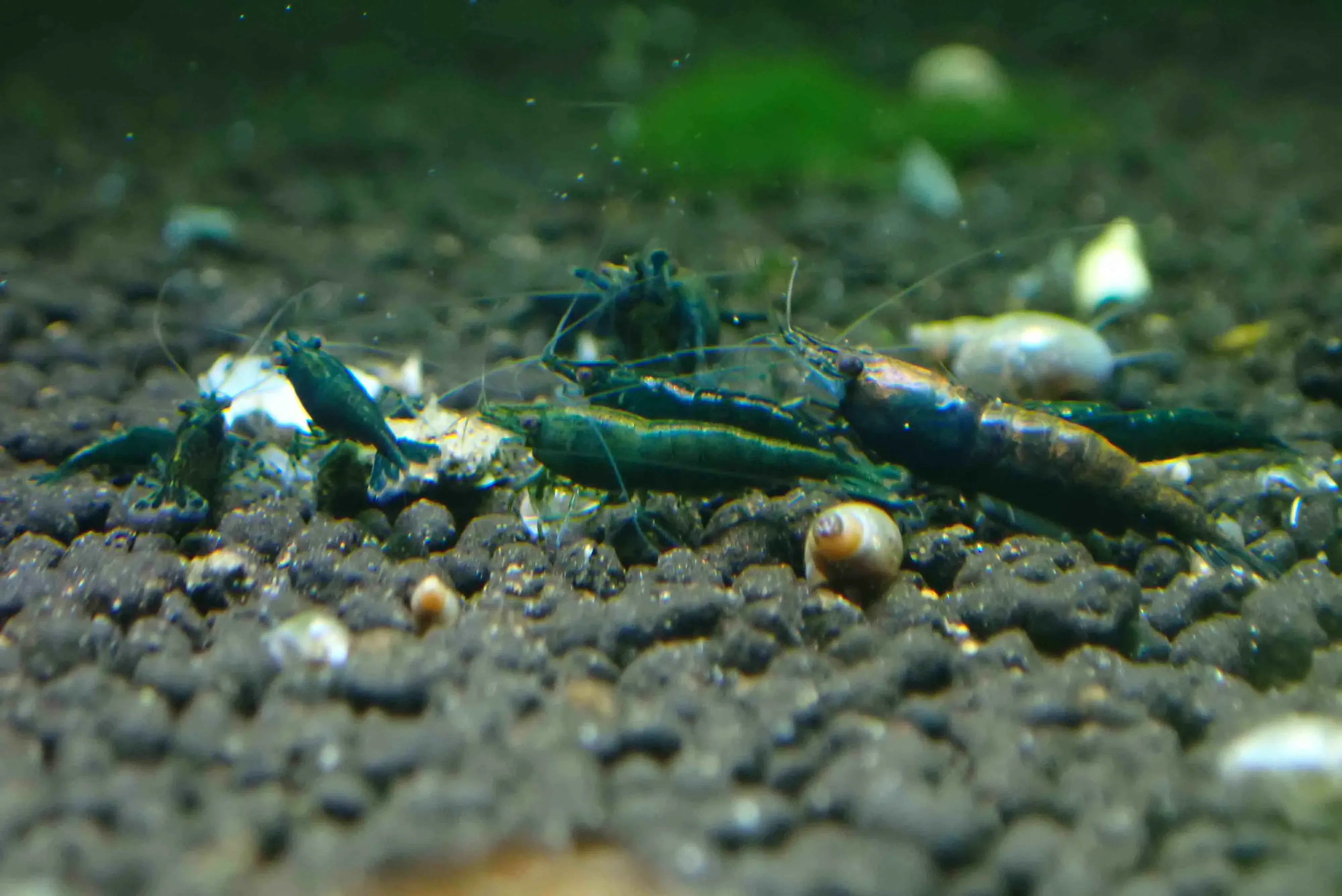 Emerald Green Cherry Shrimp - Rare