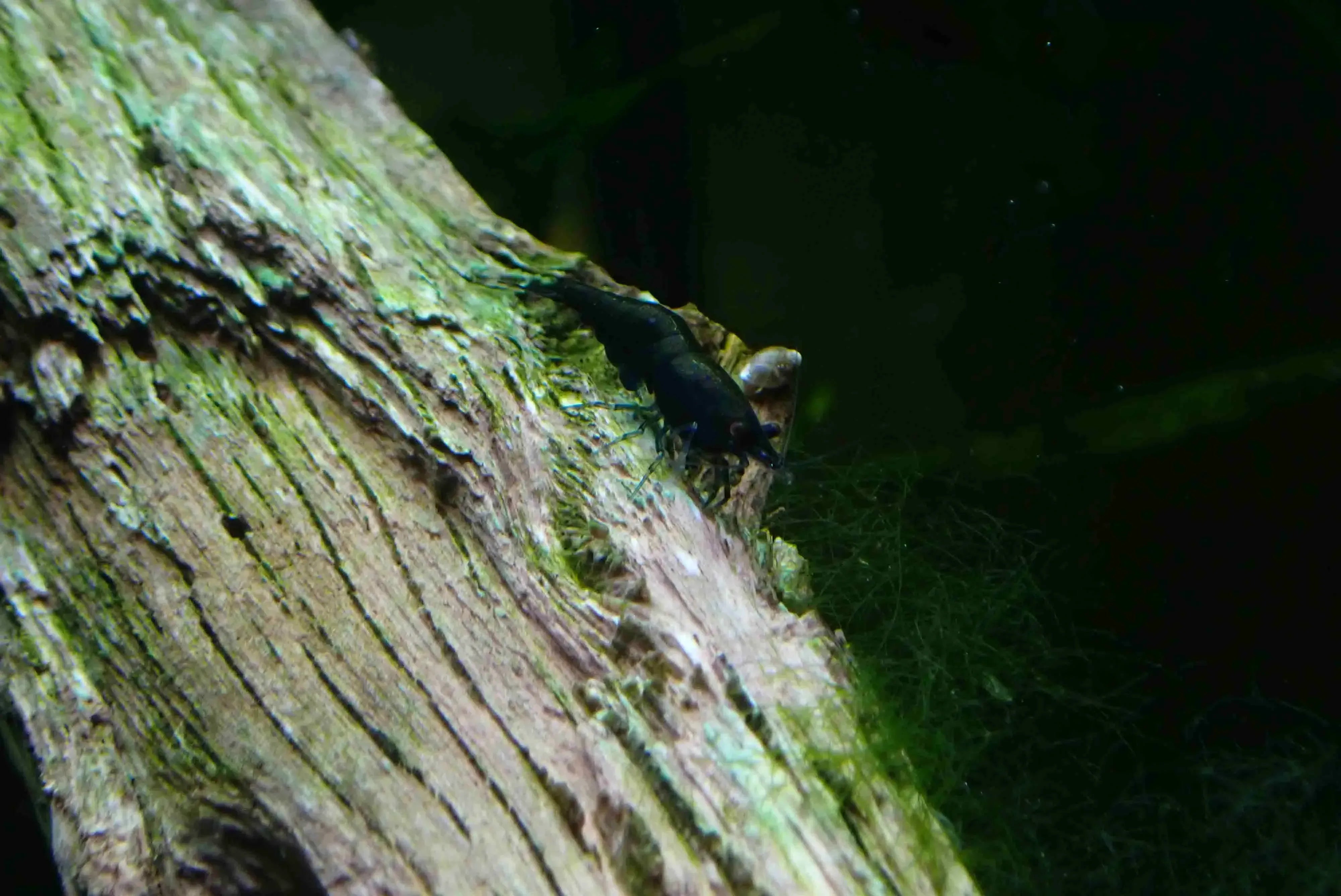 Emerald Green Cherry Shrimp - Rare