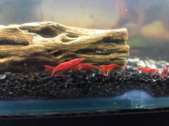 Fire Red Cherry Shrimp