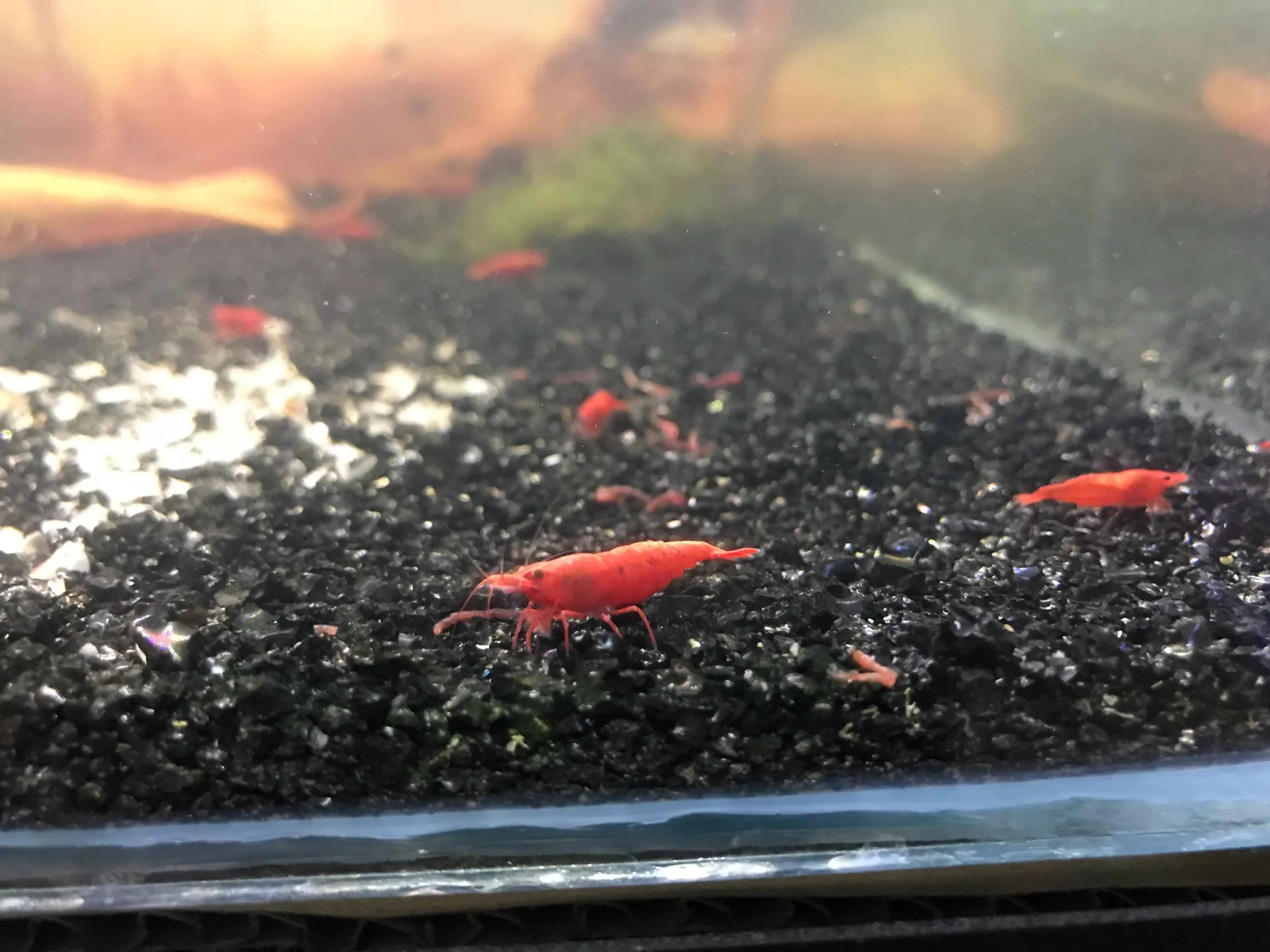 Fire Red Cherry Shrimp