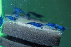 BULK BUY Blue Diamond Cherry Shrimp 1cm