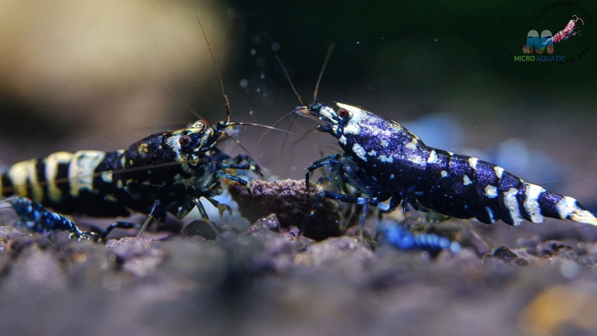 Metallic Purple Caridina Shrimp