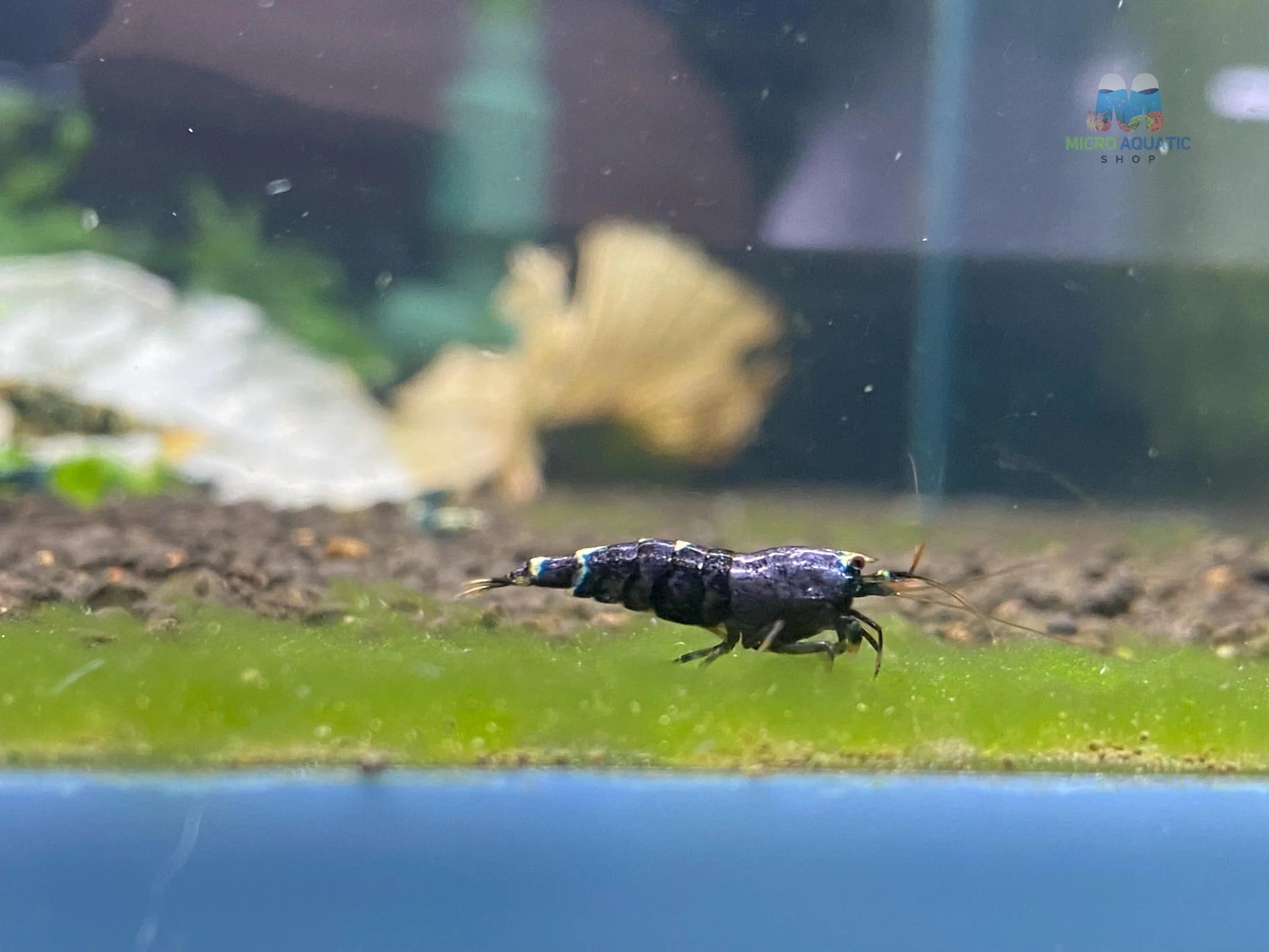 Metallic Purple Caridina Shrimp