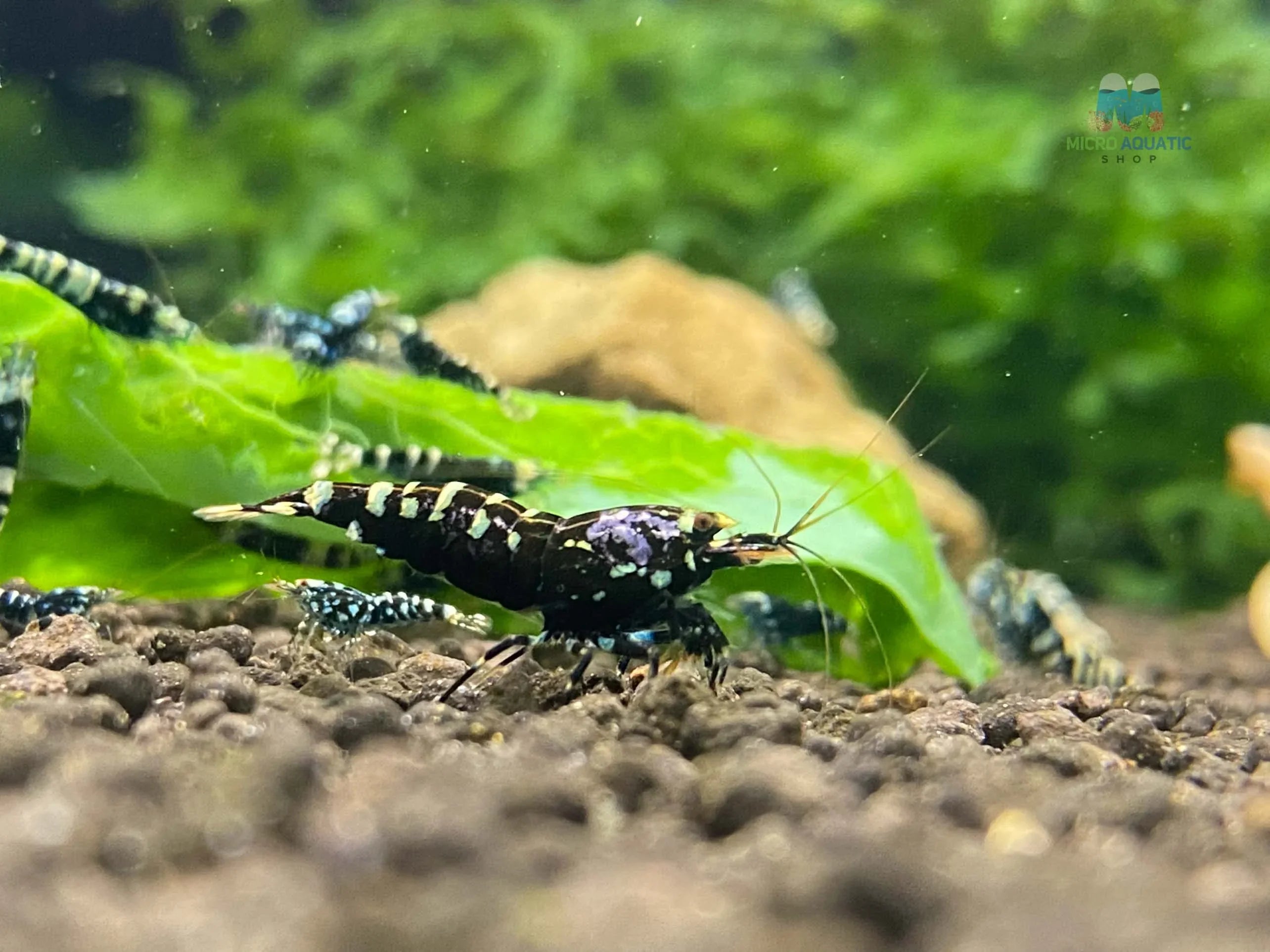 Metallic Purple Caridina Shrimp