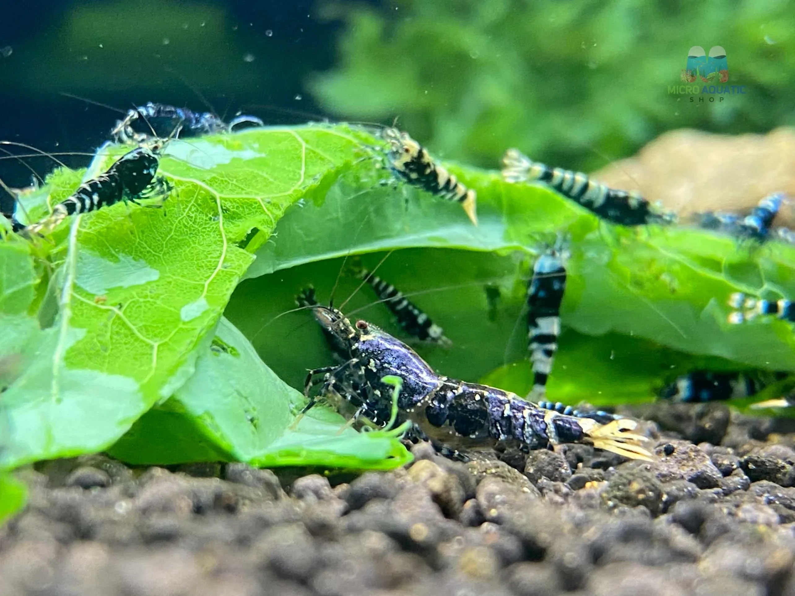 Metallic Purple Caridina Shrimp