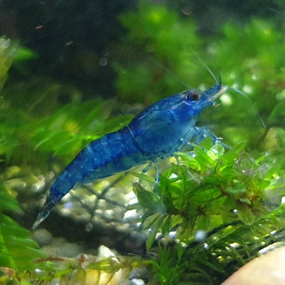 Micro Aquatic Shop Aquatic Shrimp Blue Cherry Shrimp