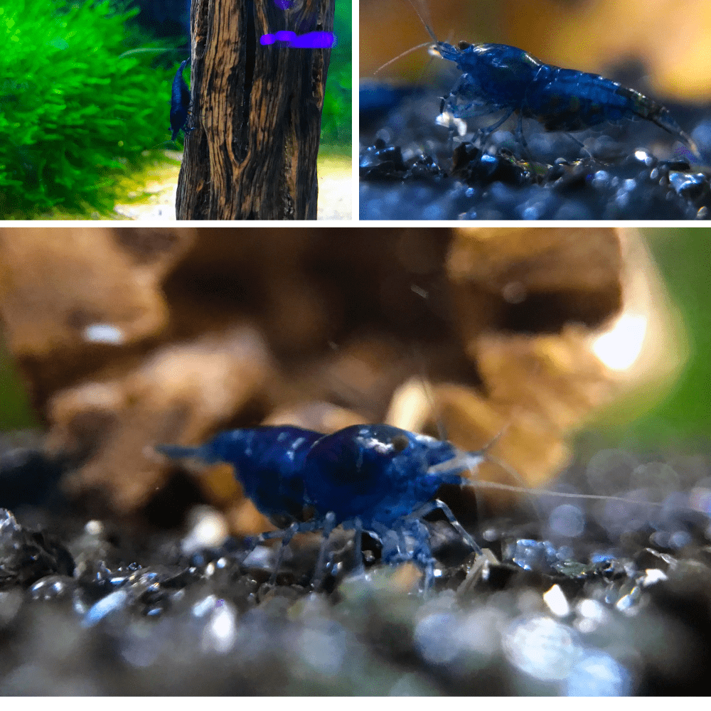 Micro Aquatic Shop Aquatic Shrimp Sapphire Blue Cherry Shrimp (  Blue Dreams Shrimp )