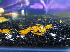 Micro Aquatic Shop Aquatic Shrimp Yellow Cherry Shrimp