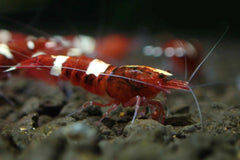 Red  King Kong Shrimp