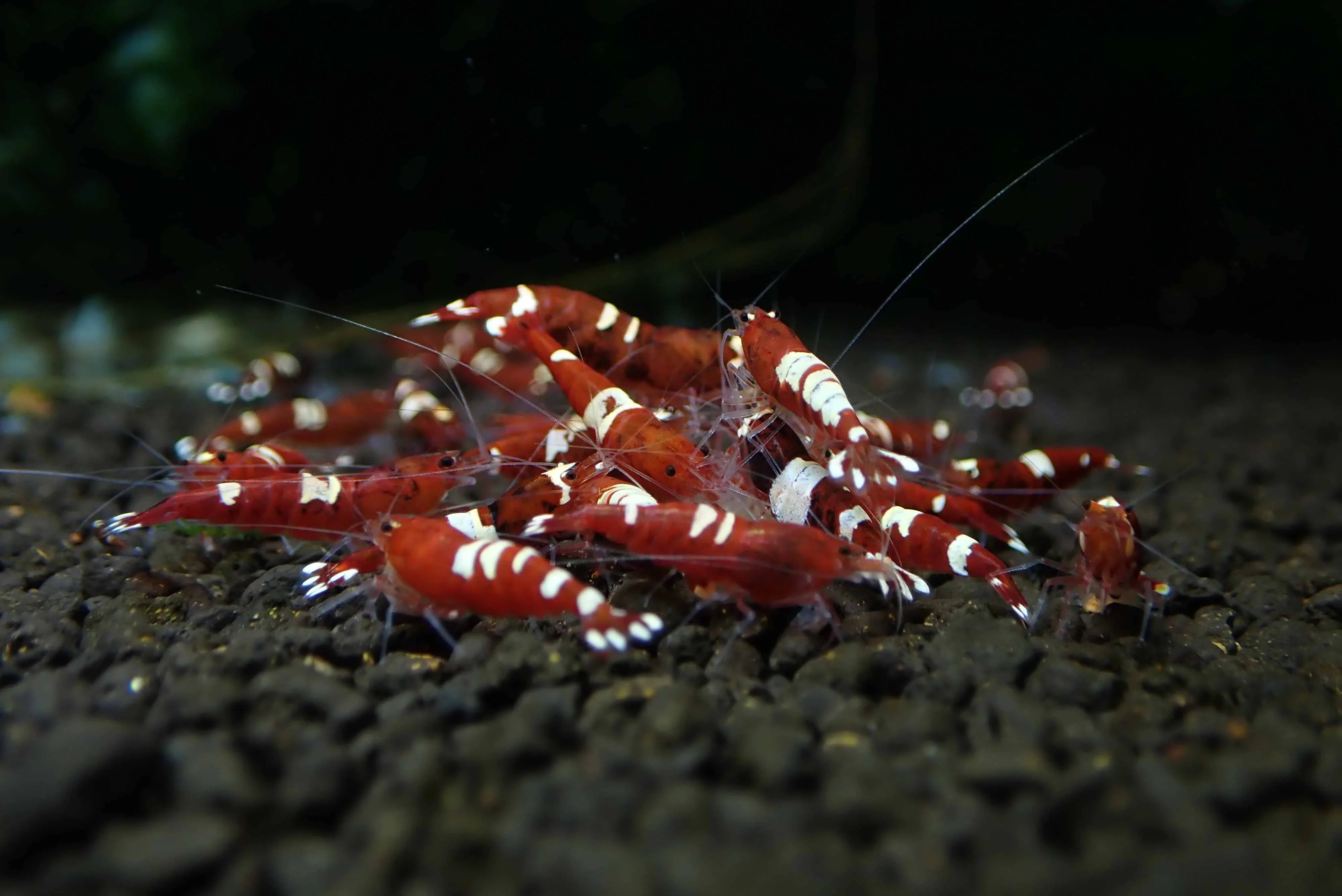 Red  King Kong Shrimp