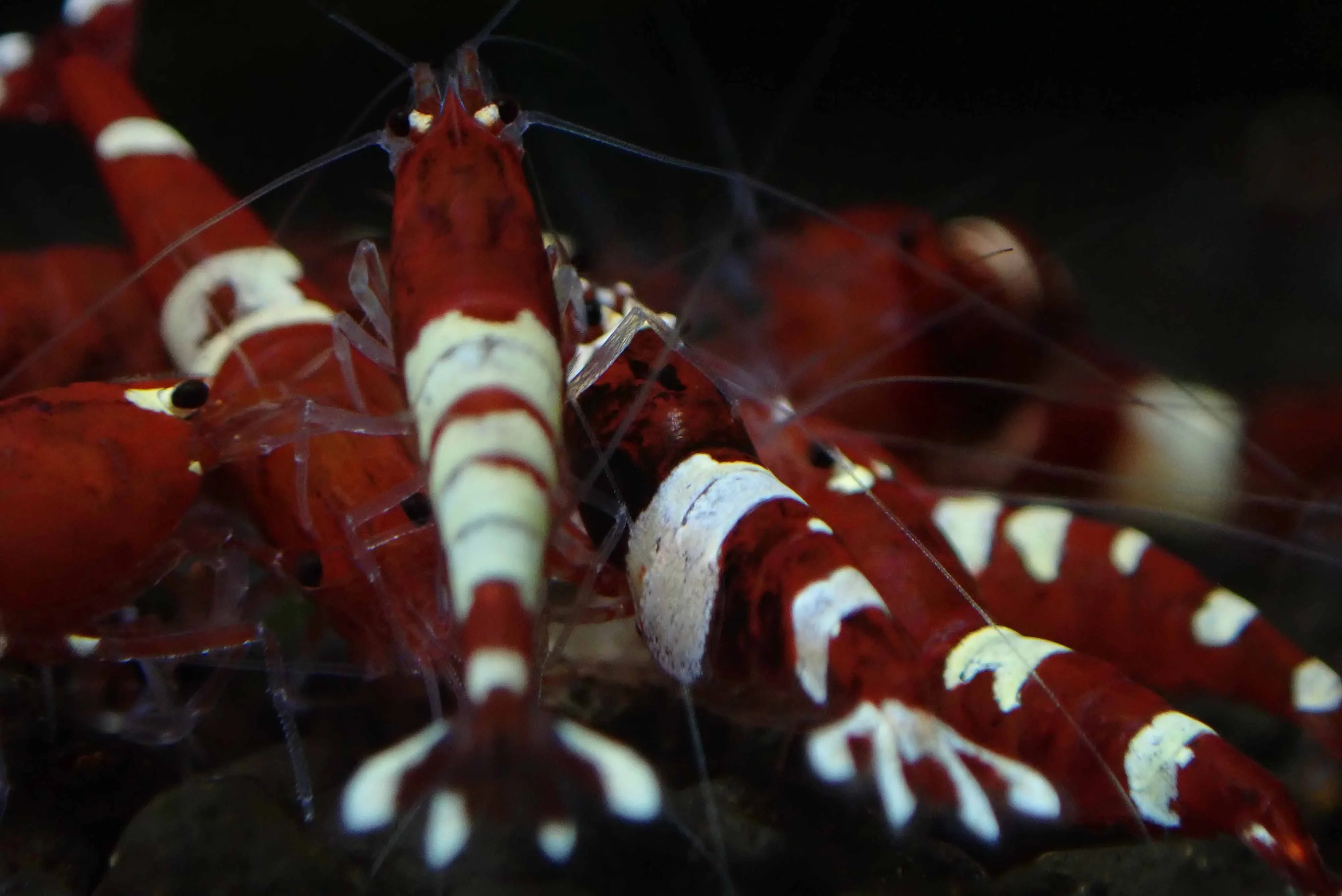 Red  King Kong Shrimp