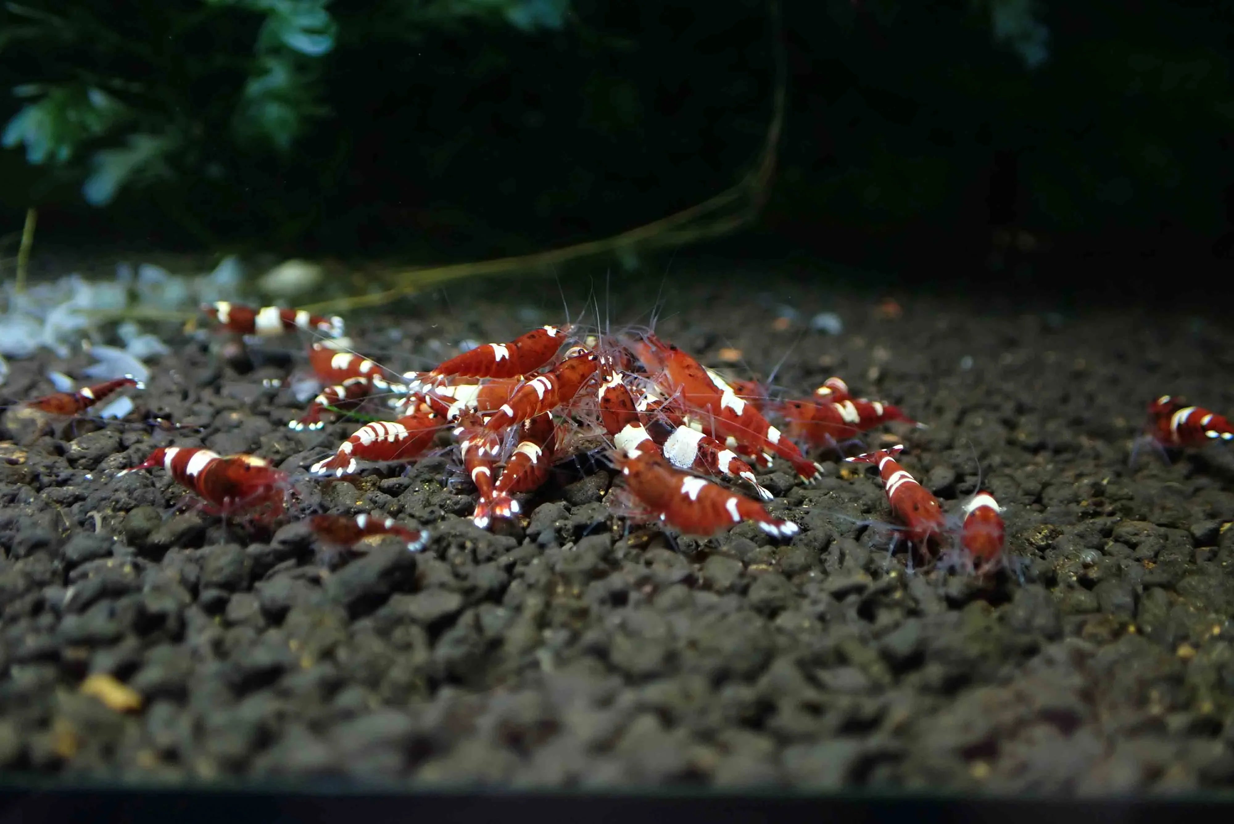 Red  King Kong Shrimp