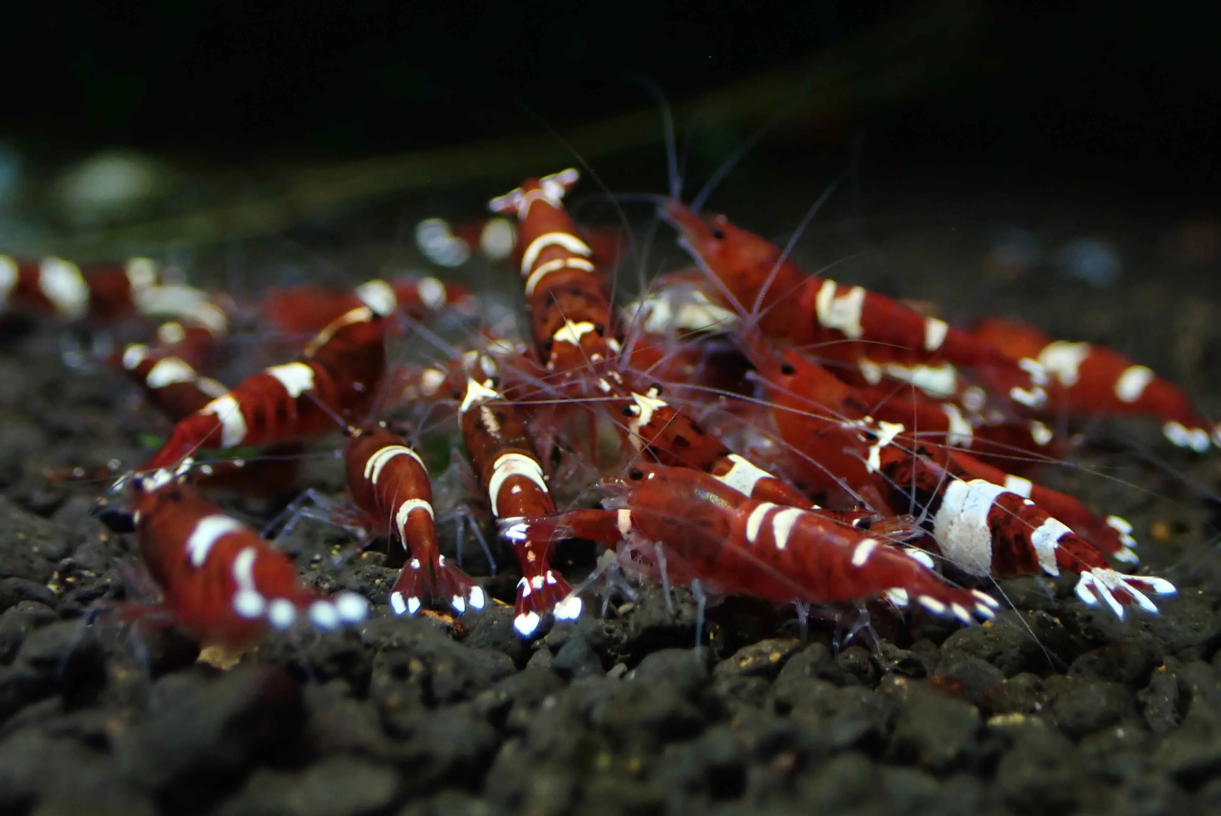 Red  King Kong Shrimp