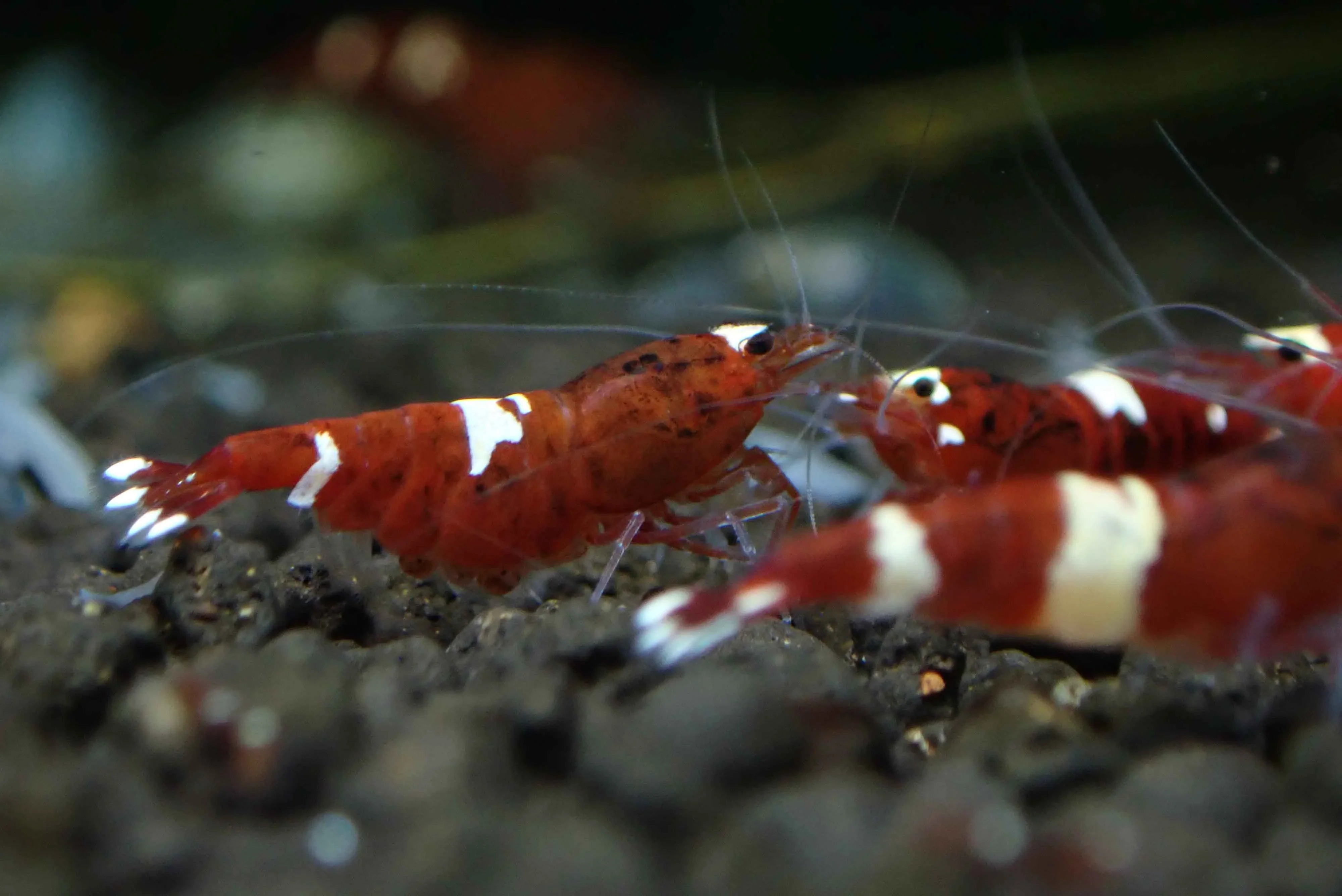 Red  King Kong Shrimp