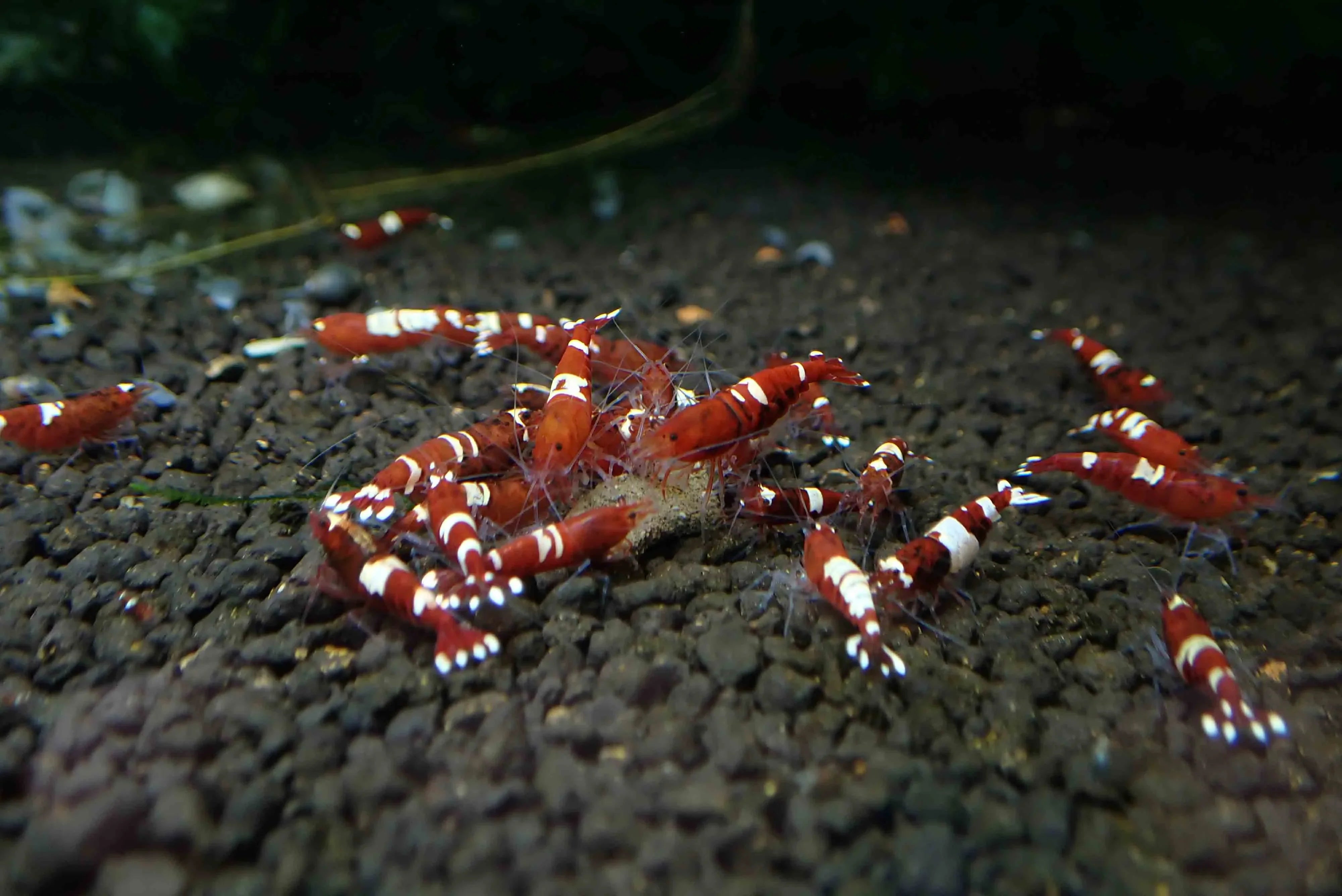 Red  King Kong Shrimp