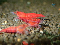 Red Extreme King Kong Shrimp
