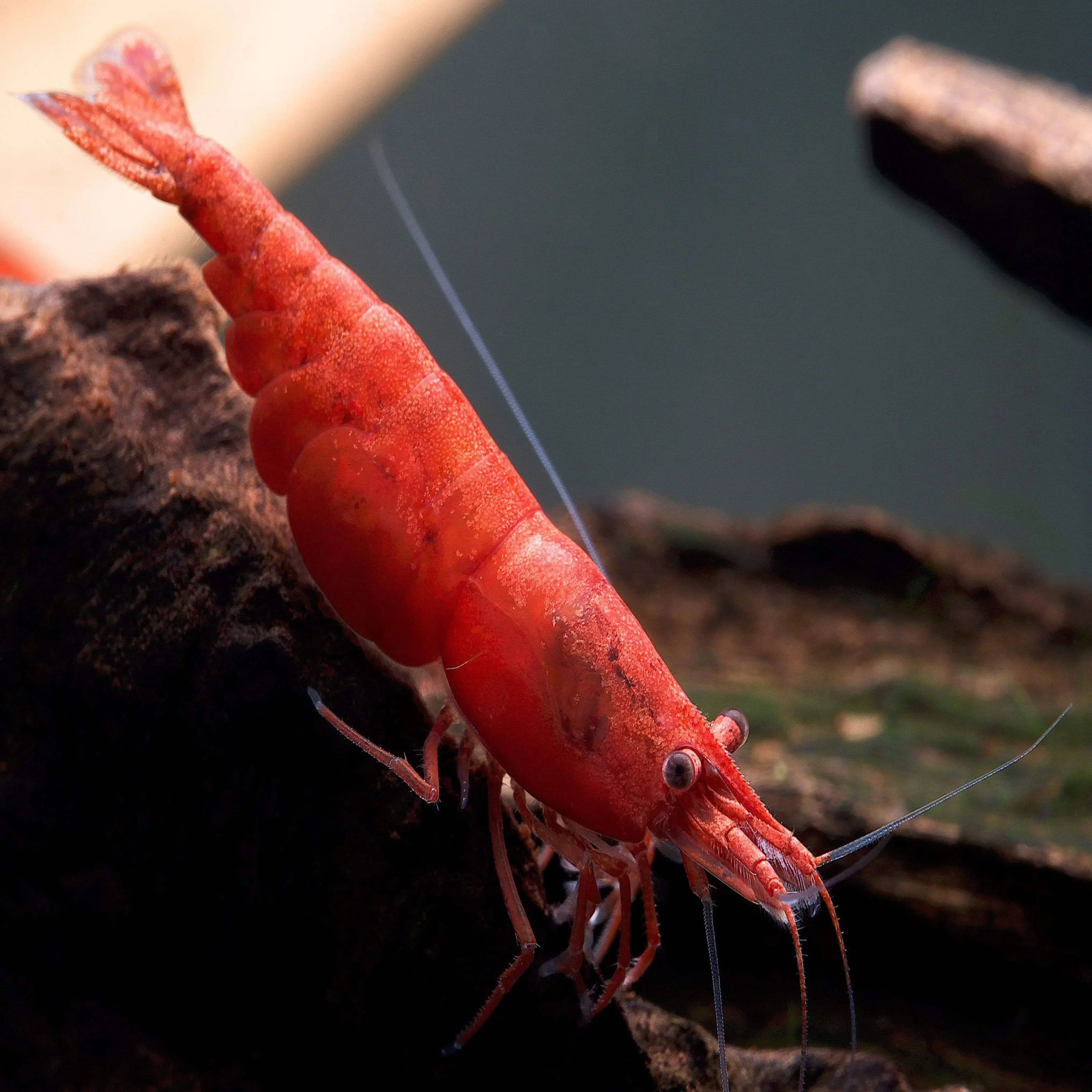 Sakura Red Cherry Shrimp