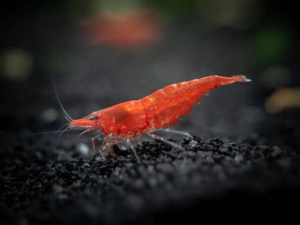 Sakura Red Cherry Shrimp