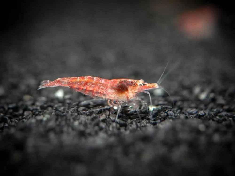 Sakura Red Cherry Shrimp