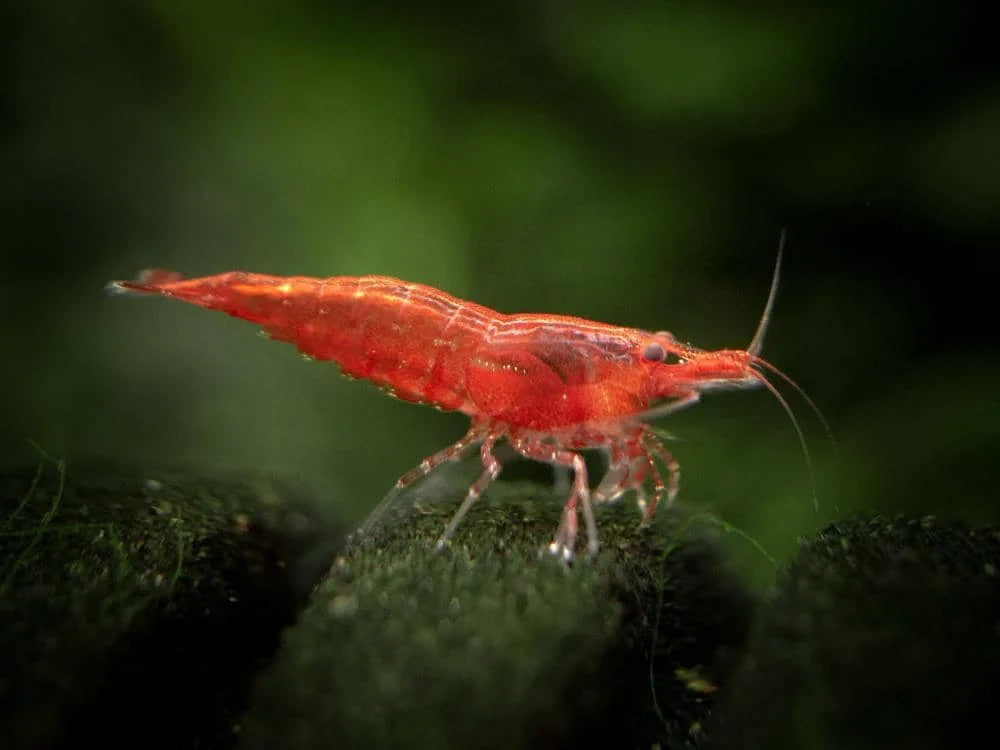 Sakura Red Cherry Shrimp