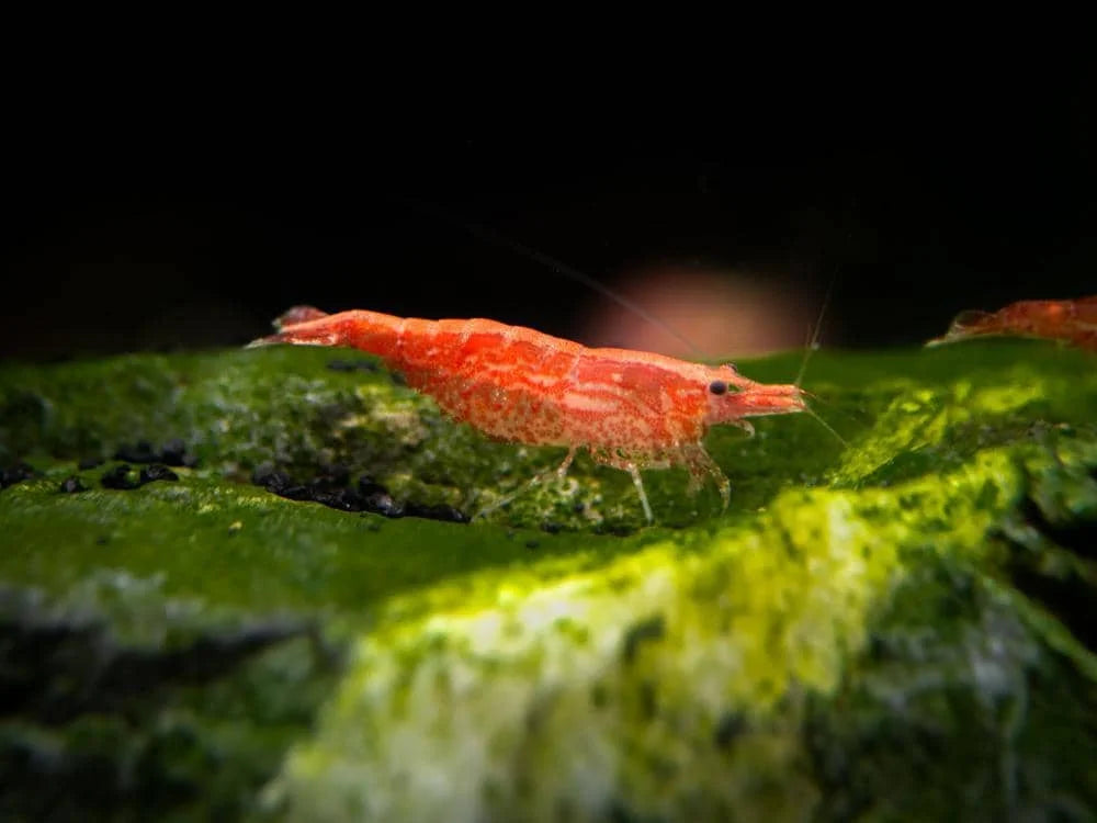 Sakura Red Cherry Shrimp